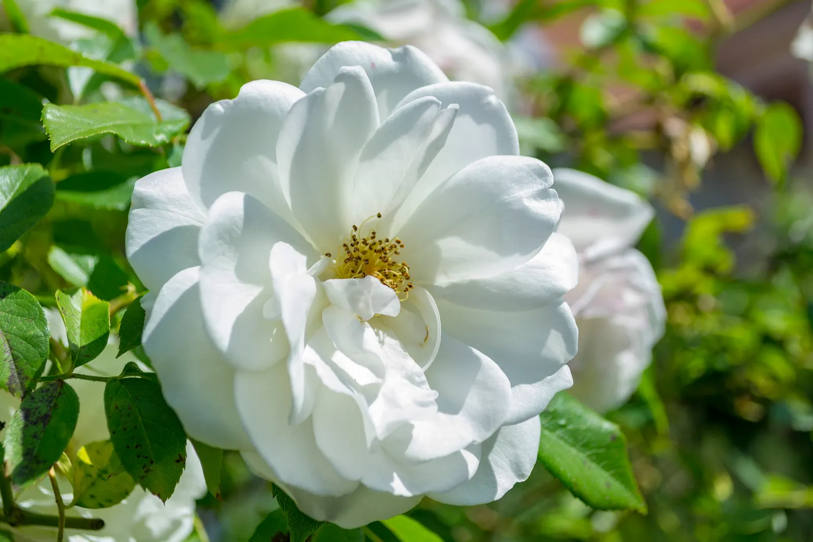White Rugosa Rose (Rosa Rugosa 'Alba') — it produces its best performance in well-drained loamy soils