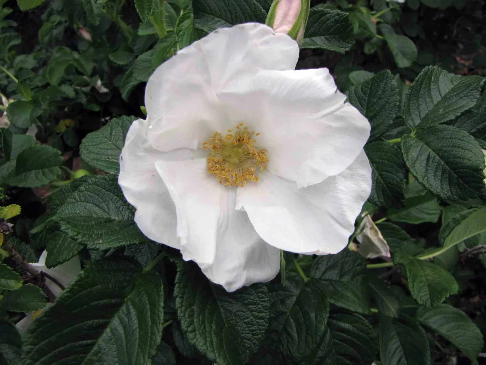 White Rugosa Rose (Rosa Rugosa 'Alba') — also recognized by its botanical name Rosa rugosa 'Alba'; providing added interest and food for, image 75