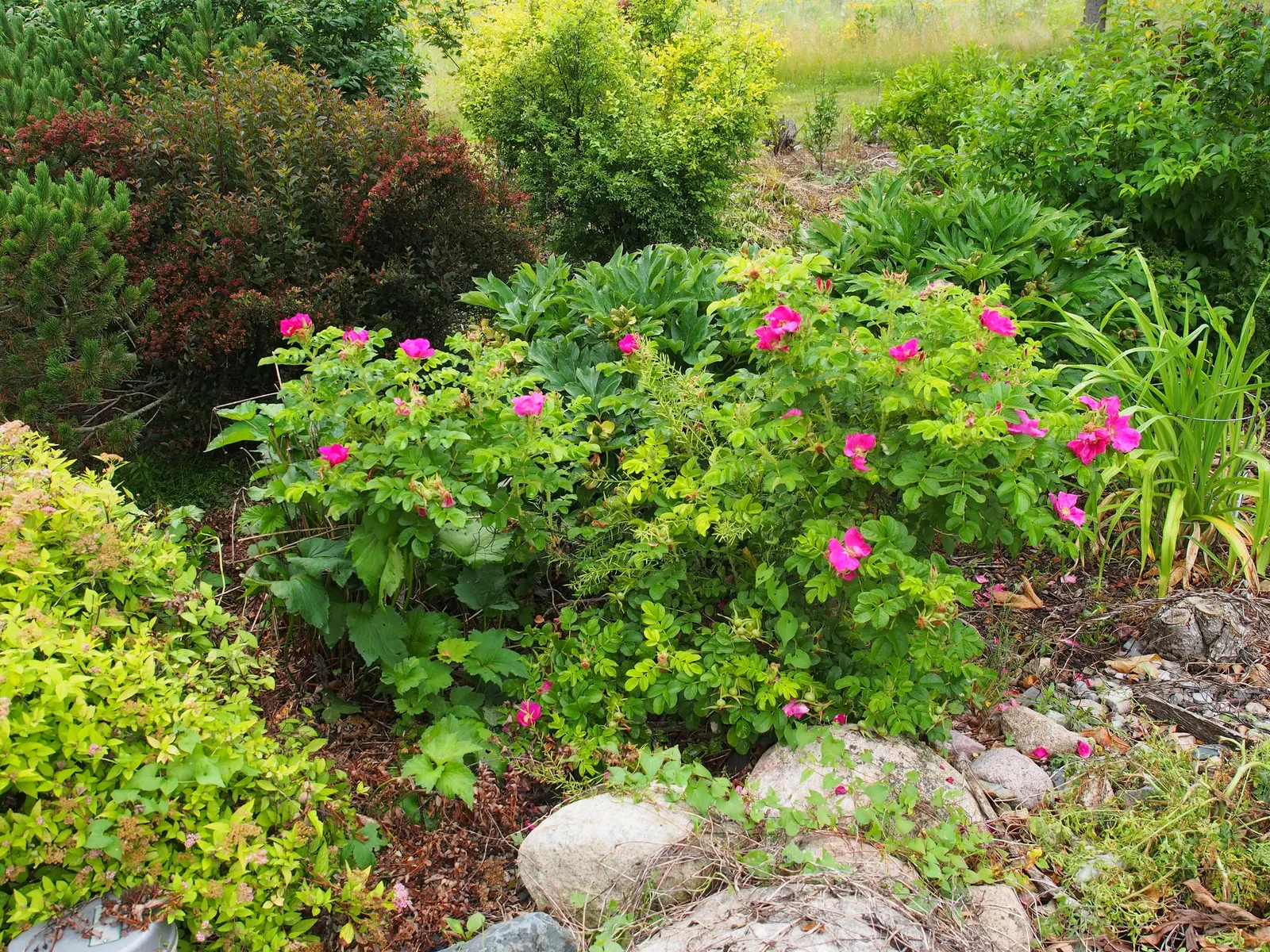 White Rugosa Rose (Rosa Rugosa 'Alba') — shrub / vine for full or half or shade