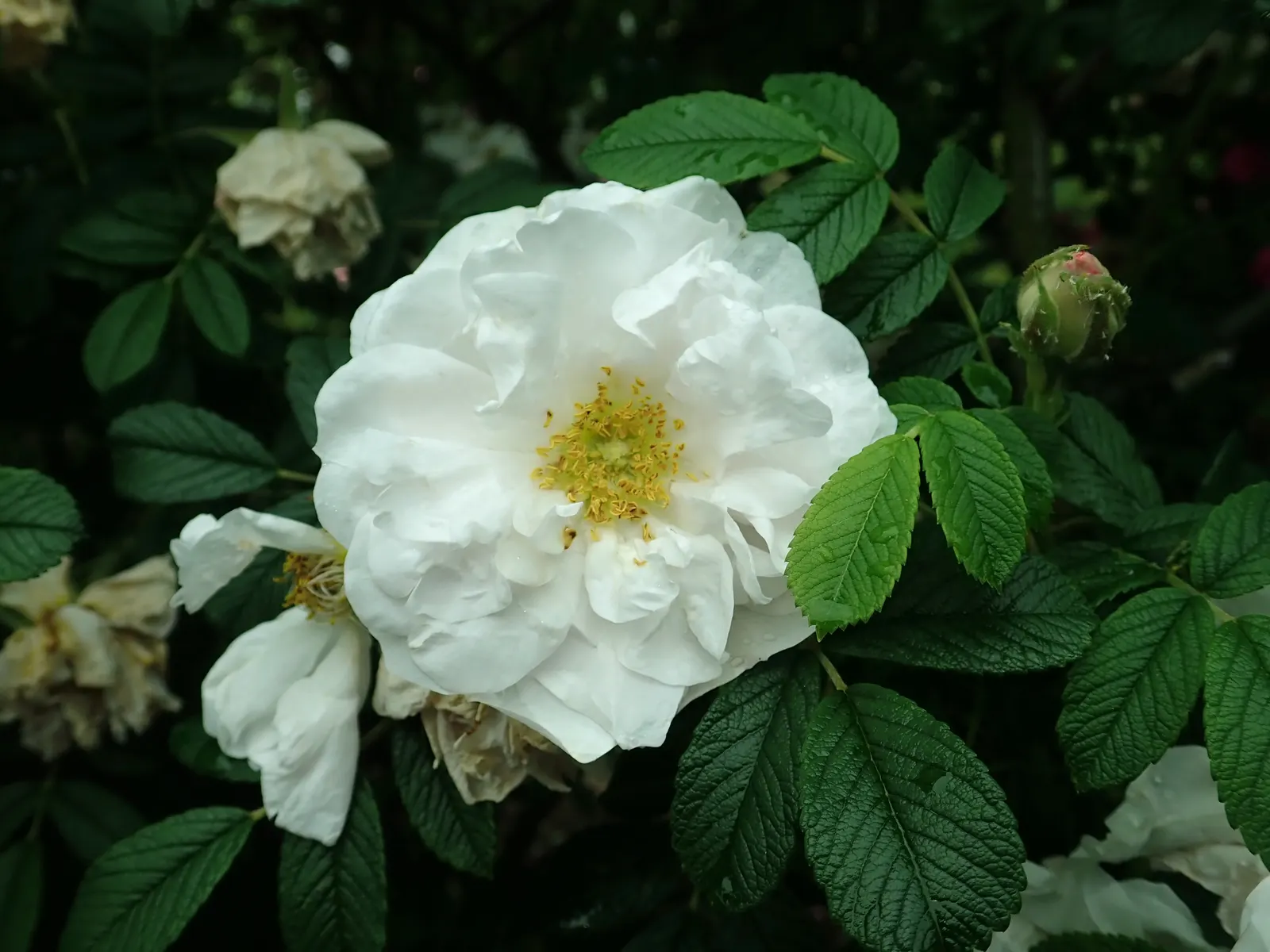 White Rugosa Rose (Rosa Rugosa 'Alba') — The White Rugosa Rose (Rosa rugosa 'Alba') is a resilient shrub featuring fragrant, pure white blooms