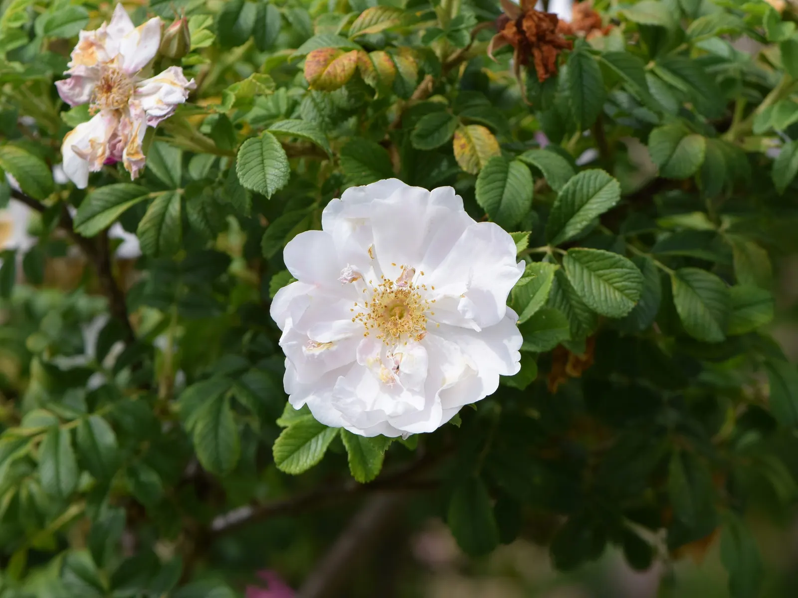 White Rugosa Rose (Rosa Rugosa 'Alba') — making it a versatile choice for year-round interest