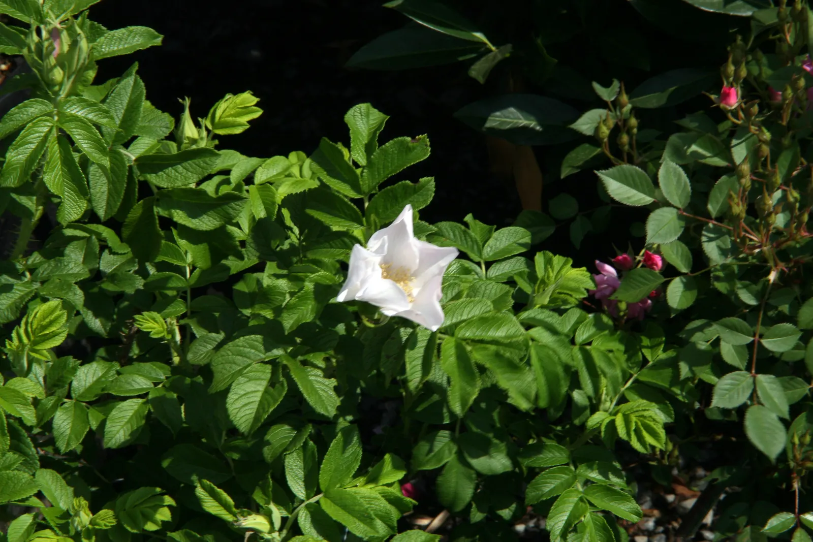 White Rugosa Rose (Rosa Rugosa 'Alba') — and while adaptable to various soil types; white flowers in the garden