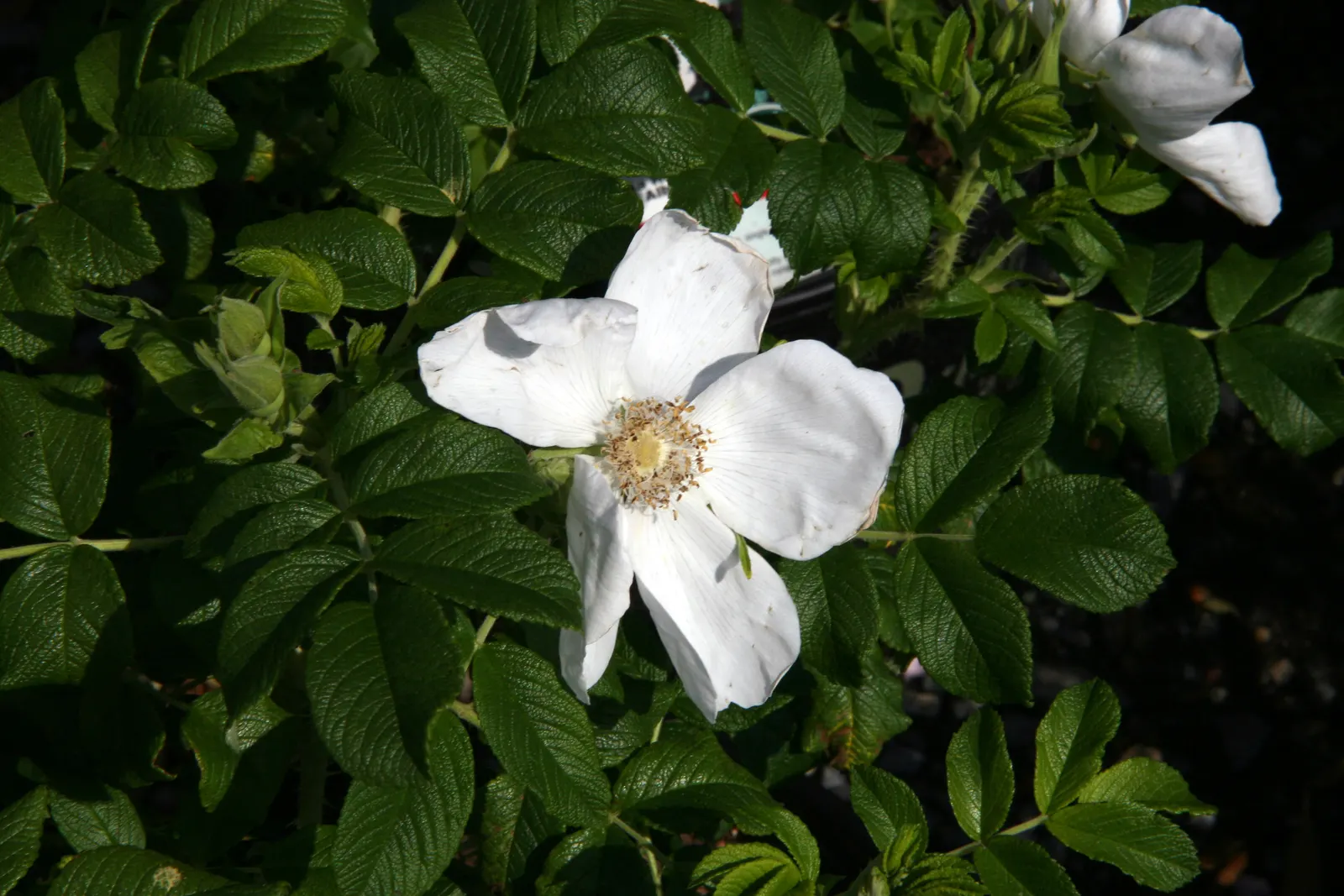 White Rugosa Rose (Rosa Rugosa 'Alba') — demonstrating impressive cold hardiness, image 50