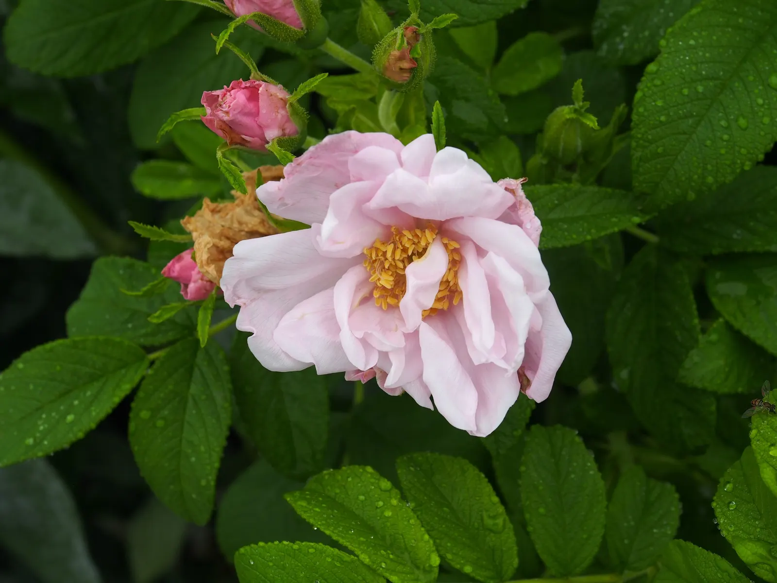 White Rugosa Rose (Rosa Rugosa 'Alba') — The White Rugosa Rose (Rosa rugosa 'Alba') is a resilient shrub featuring fragrant, pure white blooms; this rose