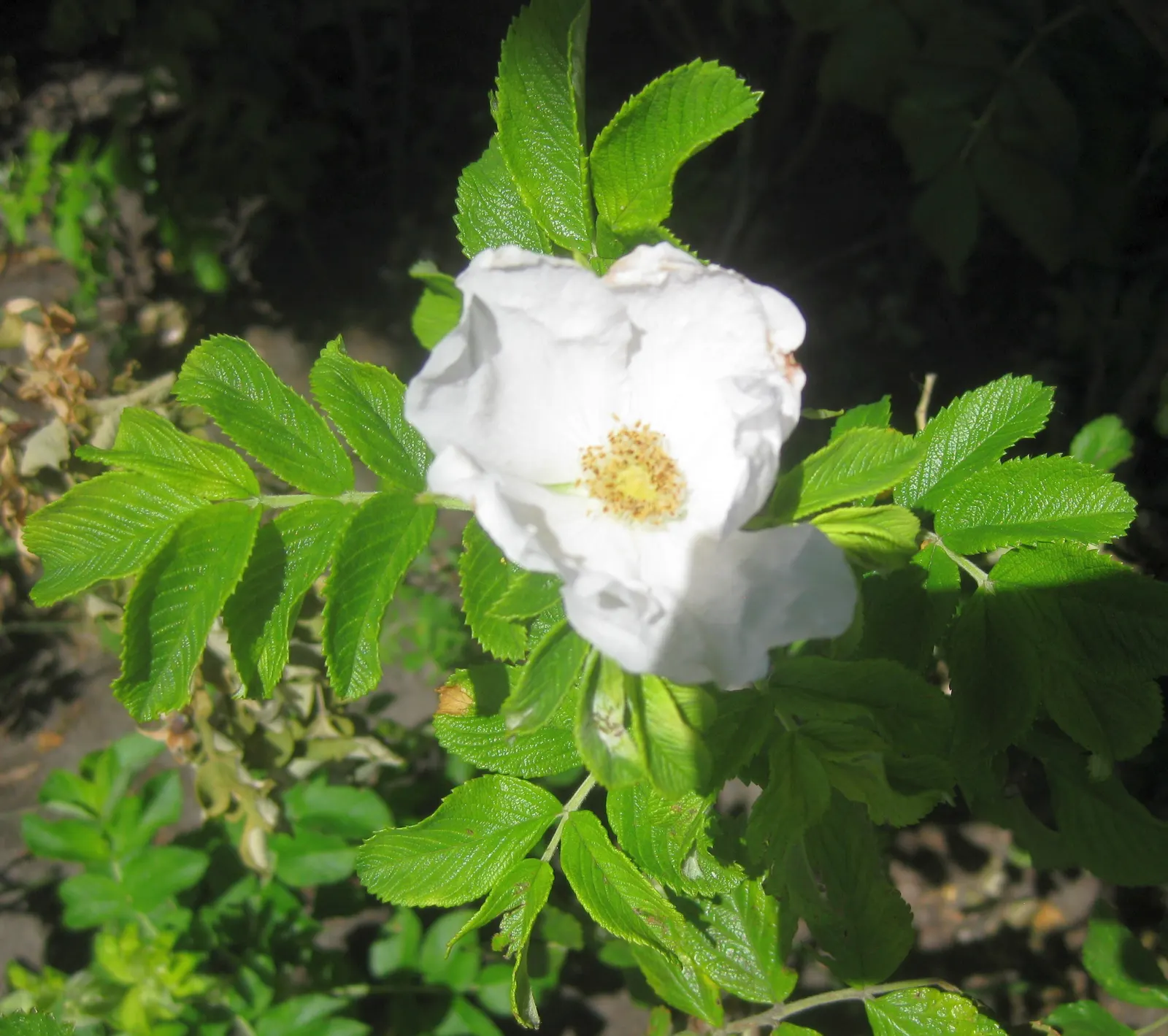 White Rugosa Rose (Rosa Rugosa 'Alba') — typically to remove dead wood or to shape the plant in early spring, image 61