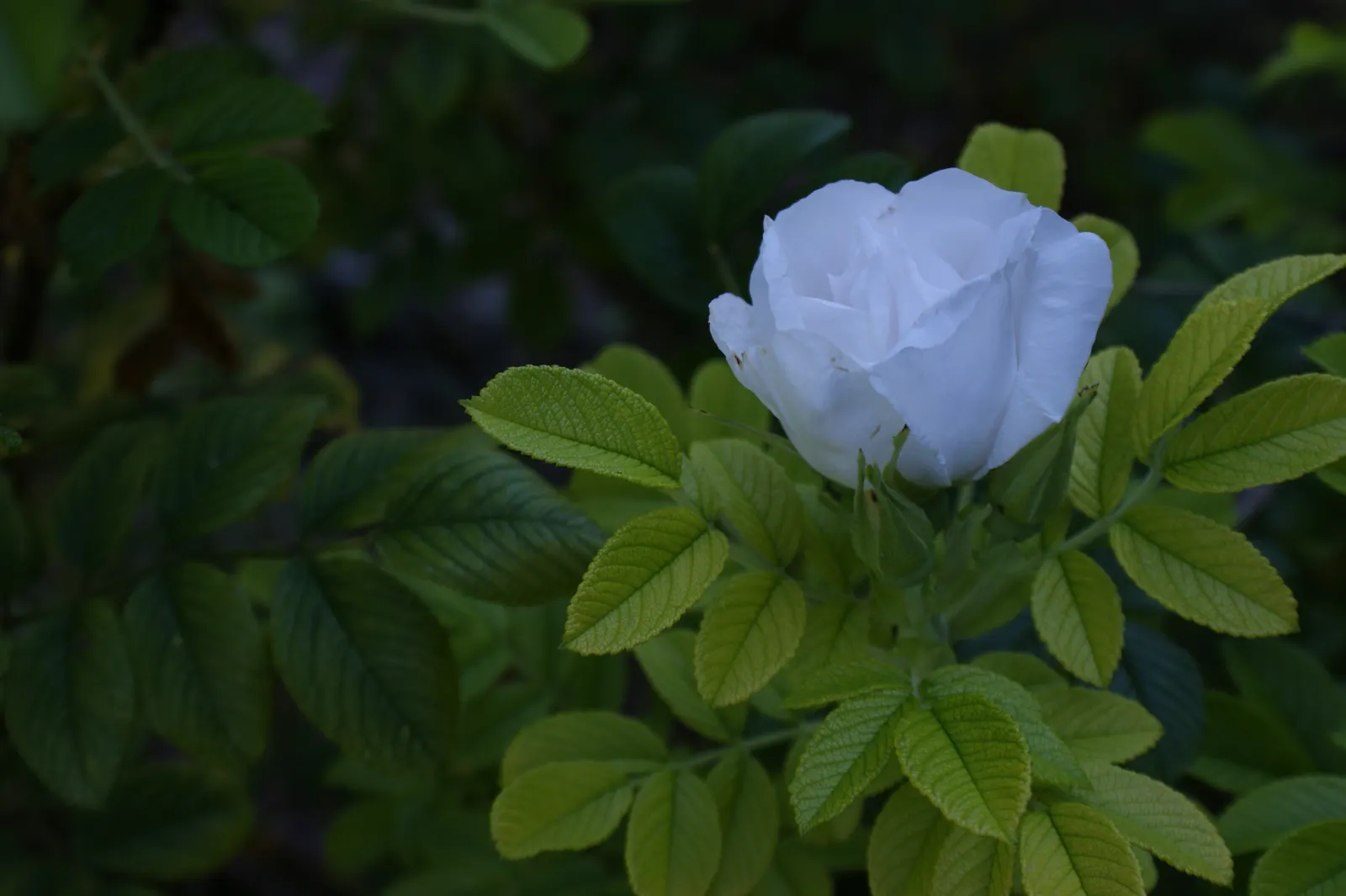 White Rugosa Rose (Rosa Rugosa 'Alba') — Sturdy and disease-resistant; this plant prefers full to partial sun exposure to flourish, image 69
