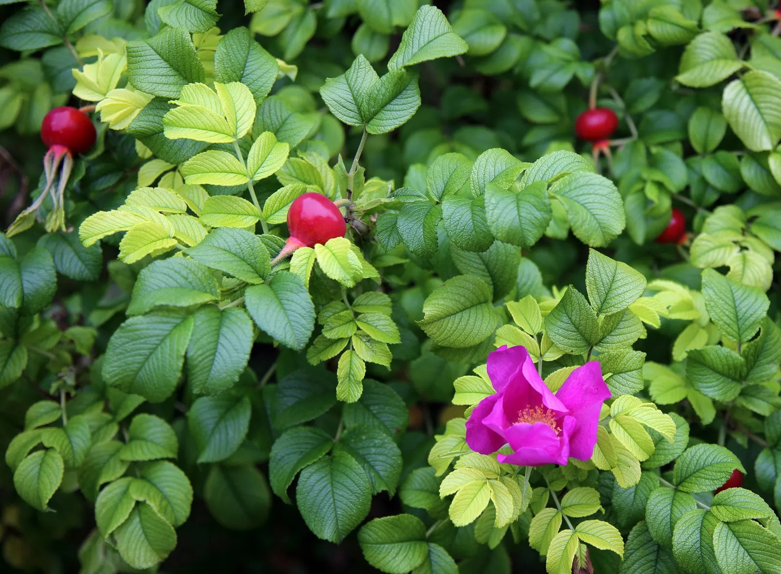 White Rugosa Rose (Rosa Rugosa 'Alba') — Its recurrent blooming from late spring to early fall provides enduring charm; its rugged nature withstands coastal