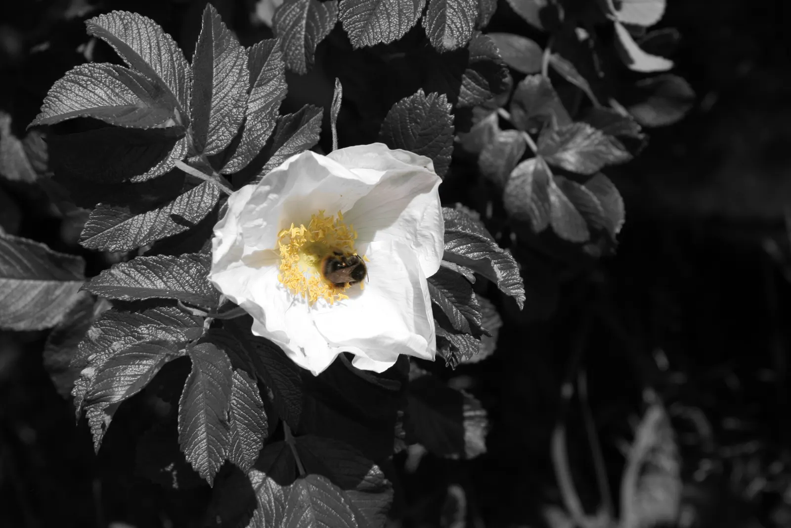 White Rugosa Rose (Rosa Rugosa 'Alba') — This plant prefers full to partial sun exposure to flourish; or grouped for mass planting