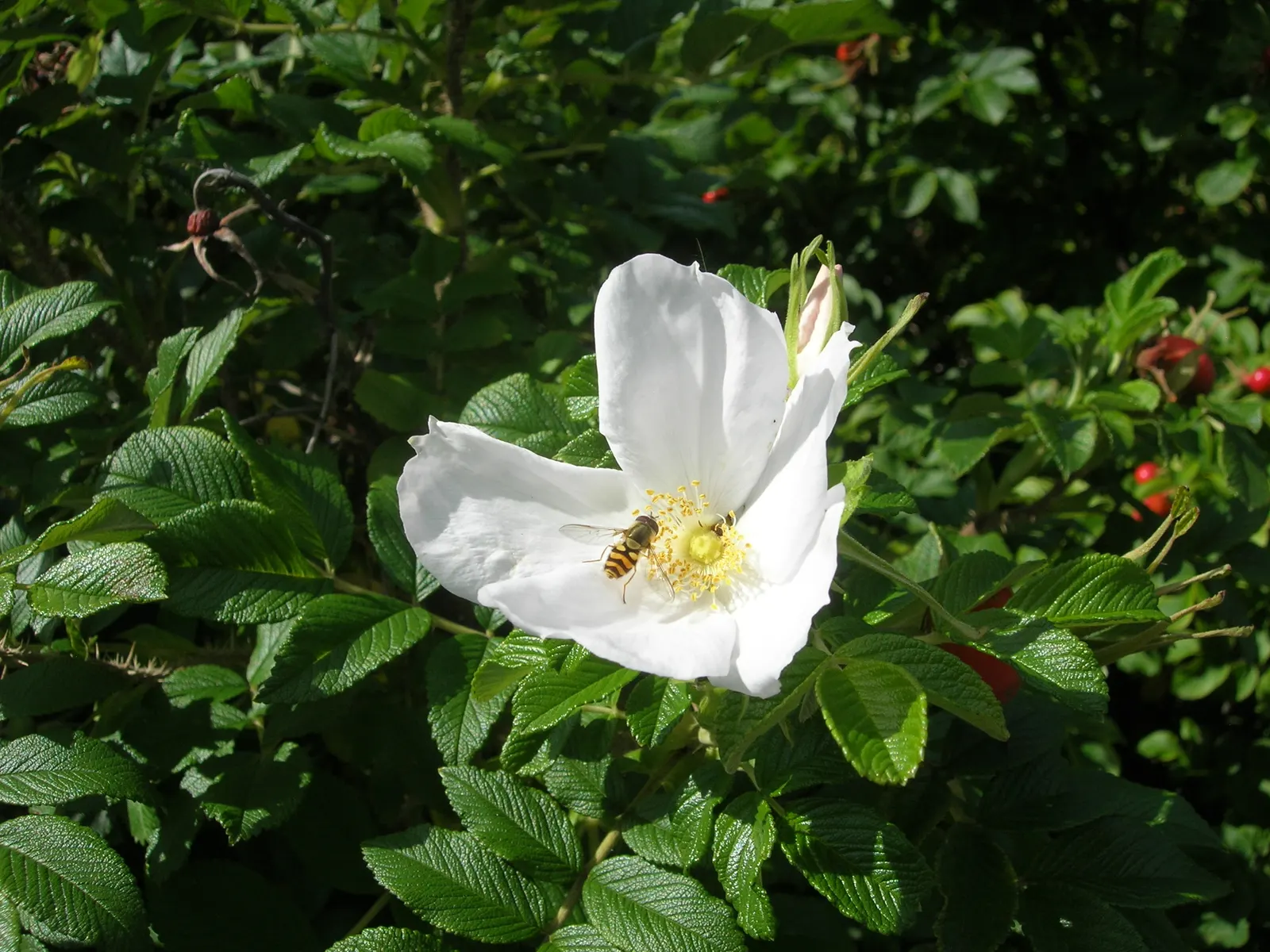 White Rugosa Rose (Rosa Rugosa 'Alba') — making it a versatile choice for year-round interest; it produces its best performance in well-drained, image 74