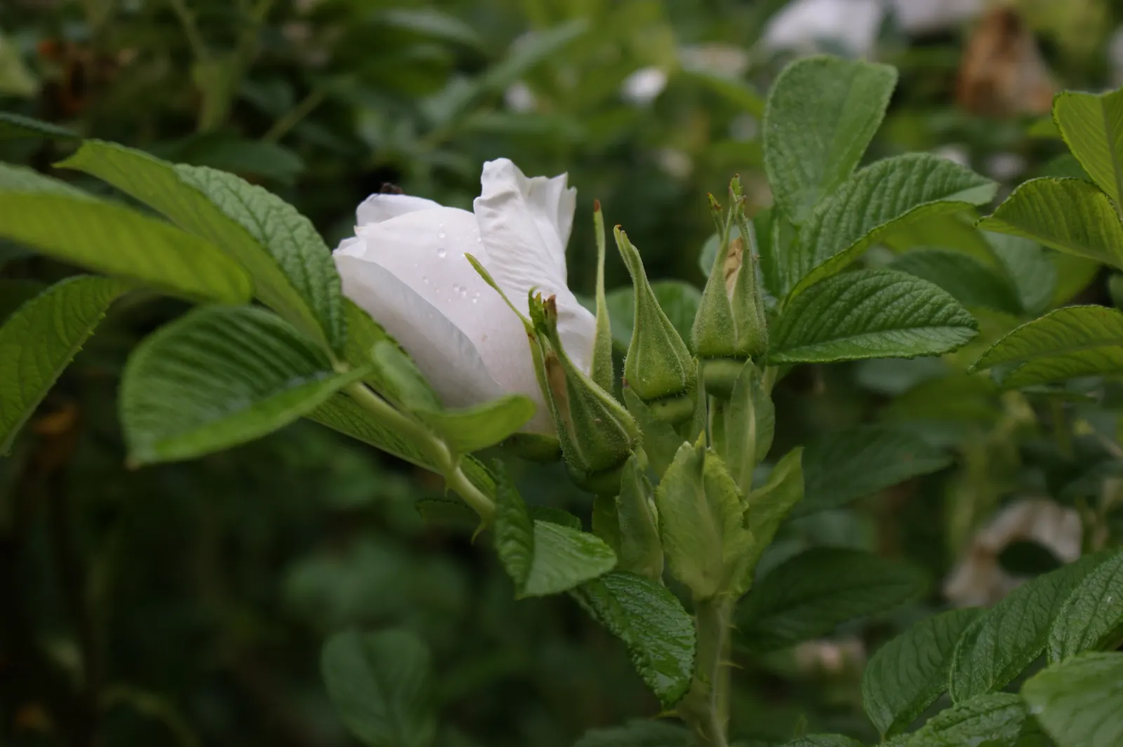 White Rugosa Rose (Rosa Rugosa 'Alba') — large red hips in the fall, image 39