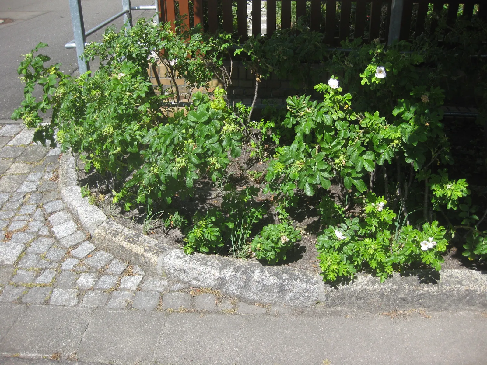White Rugosa Rose (Rosa Rugosa 'Alba') — providing added interest and food for wildlife.<br><br>Care requirements include minimal pruning; it is notably