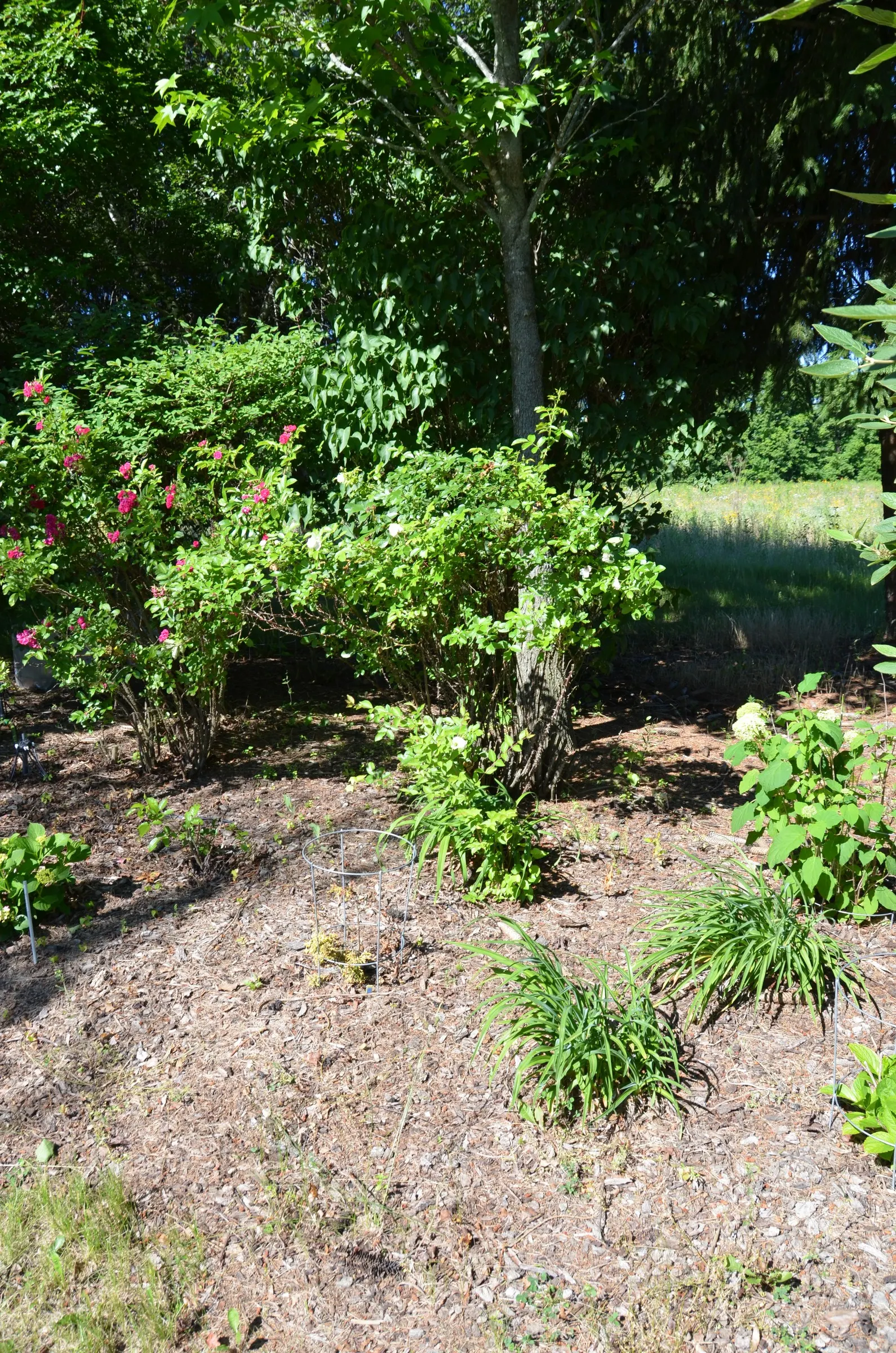 White Rugosa Rose (Rosa Rugosa 'Alba') — providing added interest and food for wildlife.<br><br>Care requirements include minimal pruning