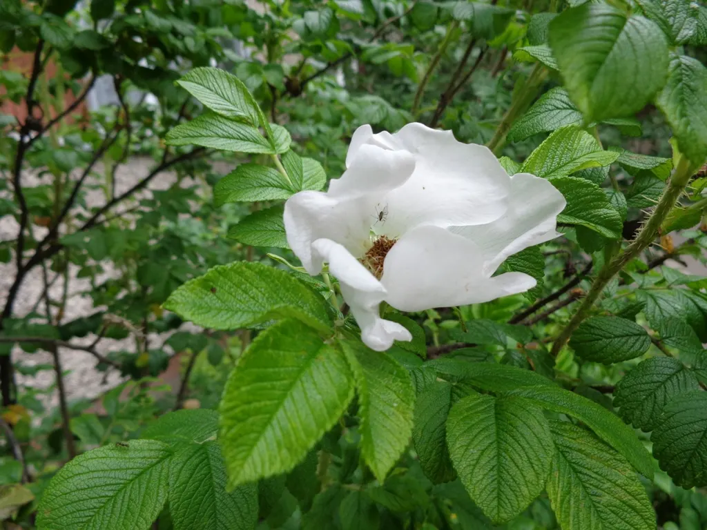 White Rugosa Rose (Rosa Rugosa 'Alba') — dark green foliage and develops attractive; shrub / vine with white blooms