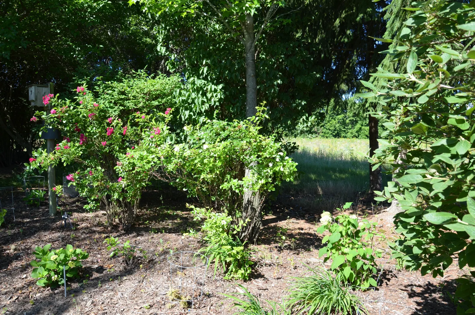 White Rugosa Rose (Rosa Rugosa 'Alba') — offer not only intriguing texture but also excellent disease resistance