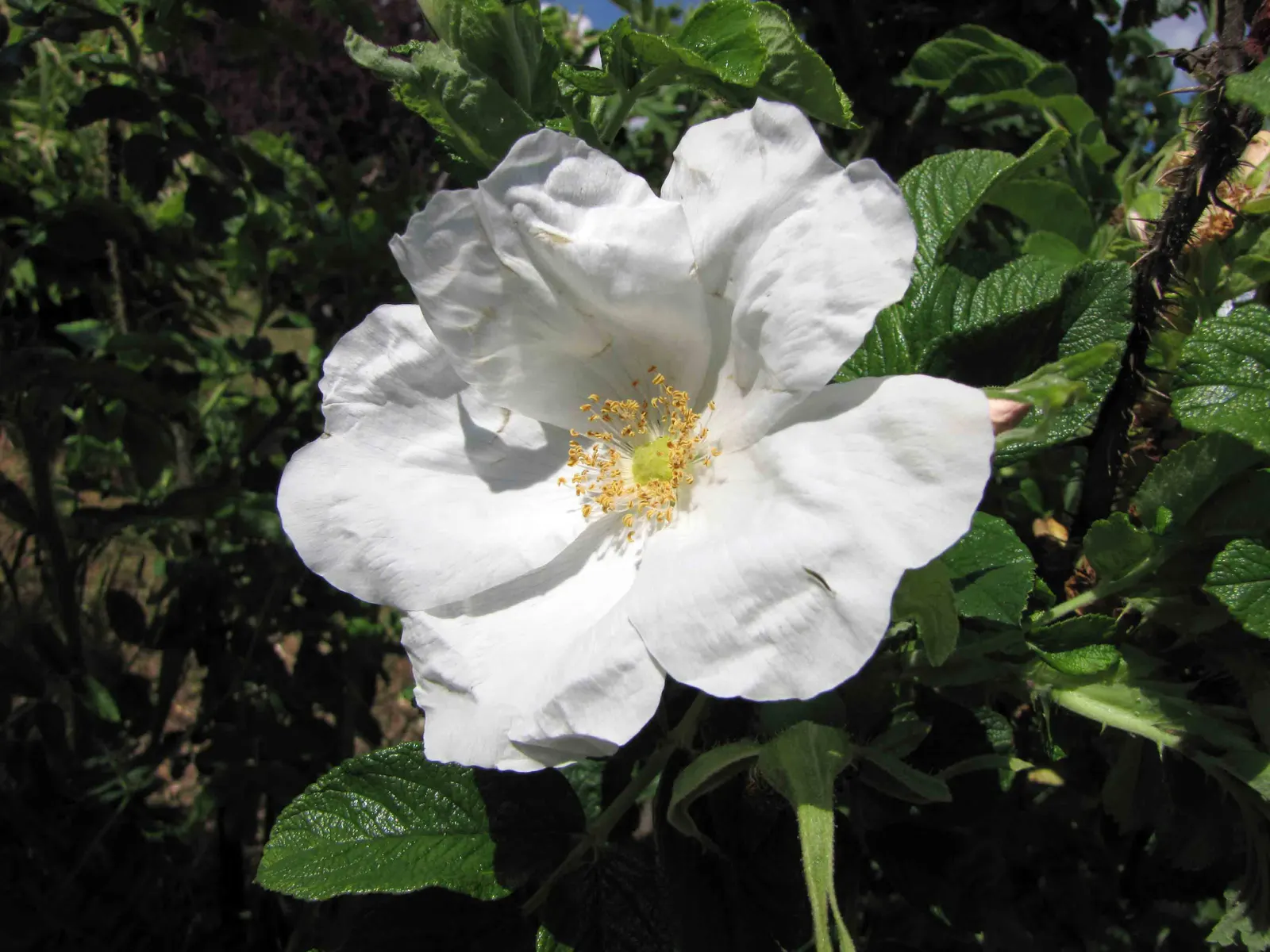 White Rugosa Rose (Rosa Rugosa 'Alba') — Each blossom unfurls from a tight bud to reveal a halo of delicate petals; uniquely wrinkled or rugose
