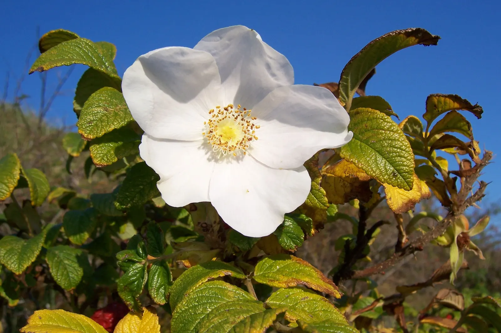 White Rugosa Rose (Rosa Rugosa 'Alba') — rich green foliage.<br><br>Rosa rugosa 'Alba' thrives in USDA Hardiness Zones 3 through 9; is a resilient shrub