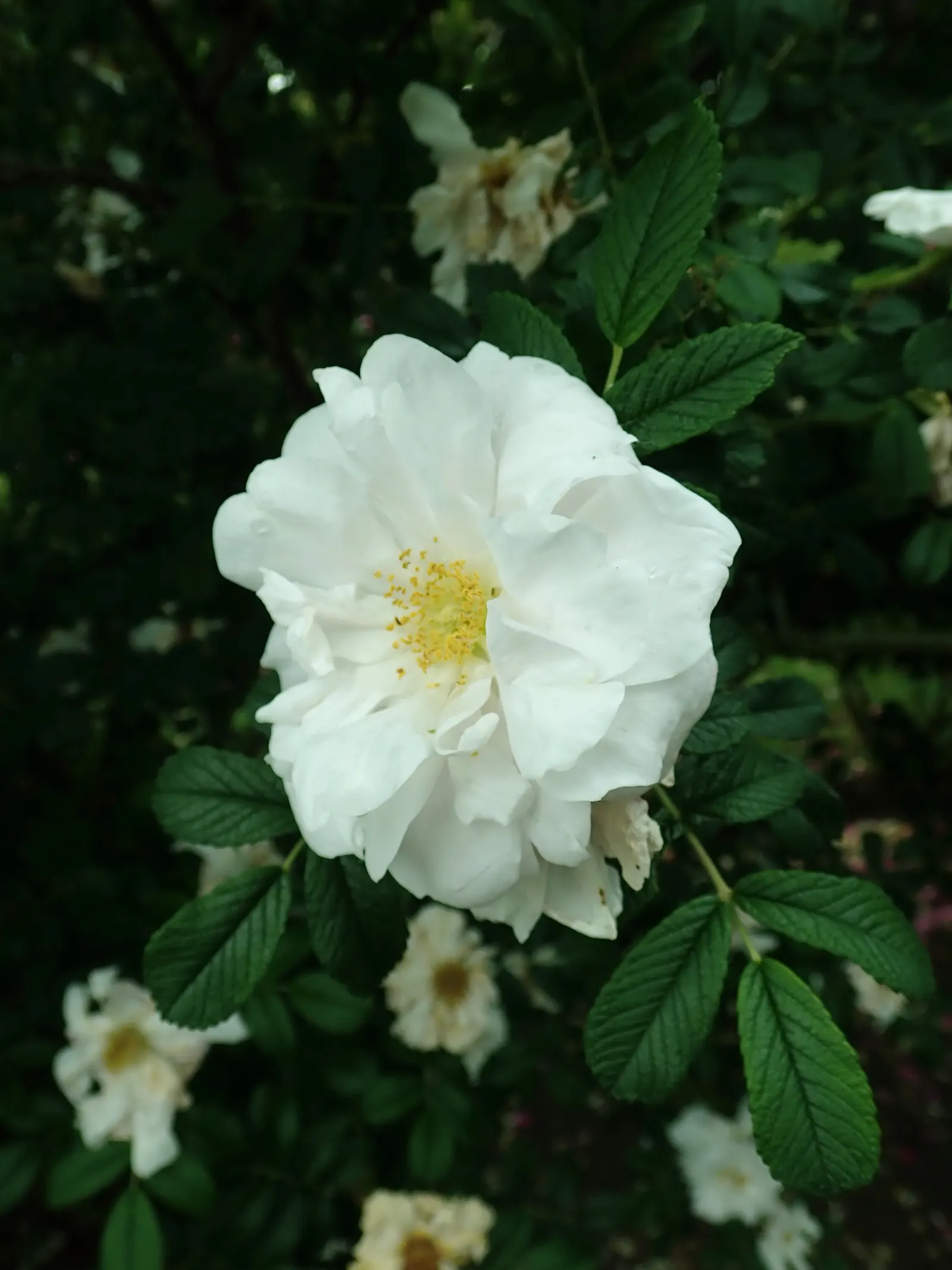 White Rugosa Rose (Rosa Rugosa 'Alba') — rich green foliage.<br><br>Rosa rugosa 'Alba' thrives in USDA Hardiness Zones 3 through 9