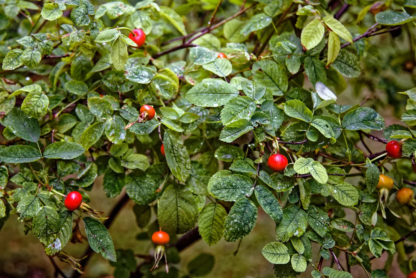 White Rugosa Rose (Rosa Rugosa 'Alba') — It grows up to 4-6 feet tall and wide, preferring full sun