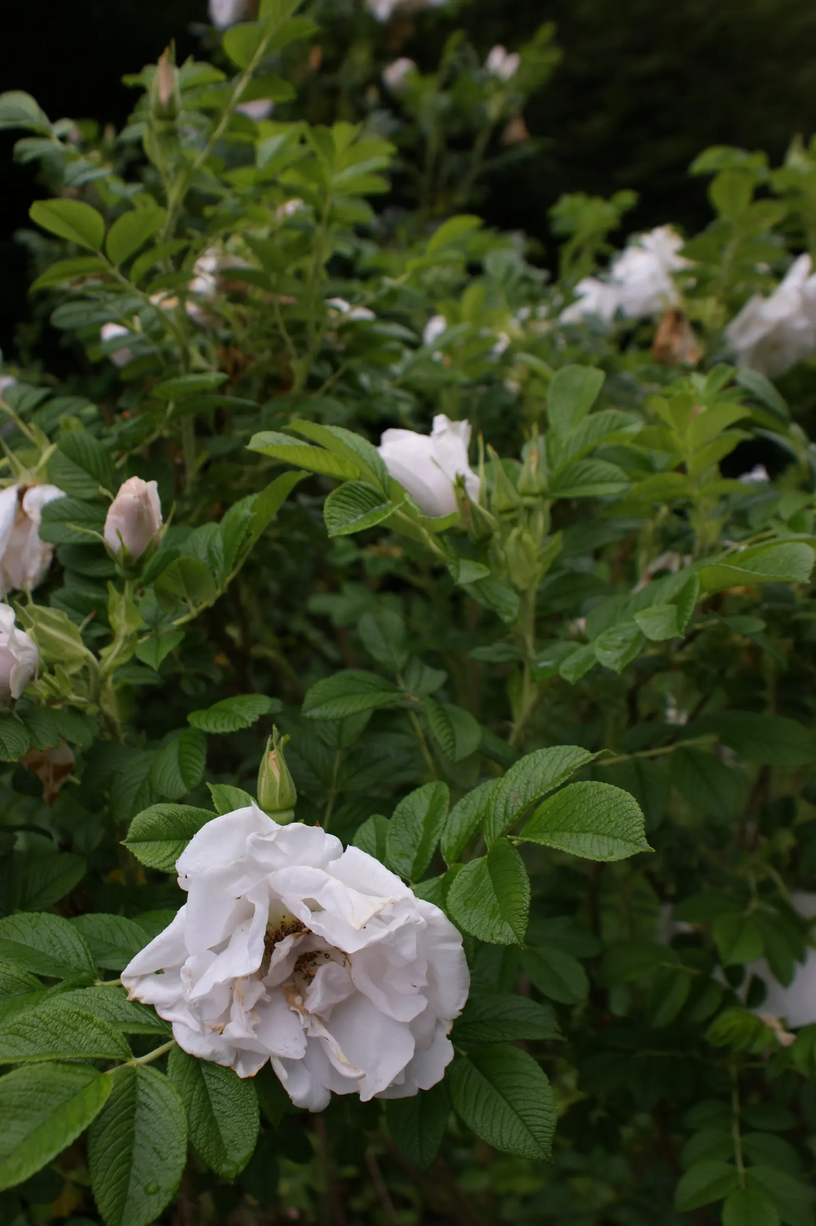 White Rugosa Rose (Rosa Rugosa 'Alba') — this species is further embellished by bright red hips; typically measuring 3 to 4 inches in diameter