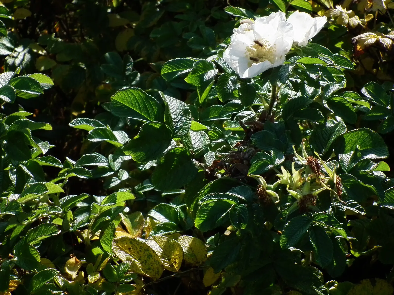 White Rugosa Rose (Rosa Rugosa 'Alba') — large red hips in the fall, image 72