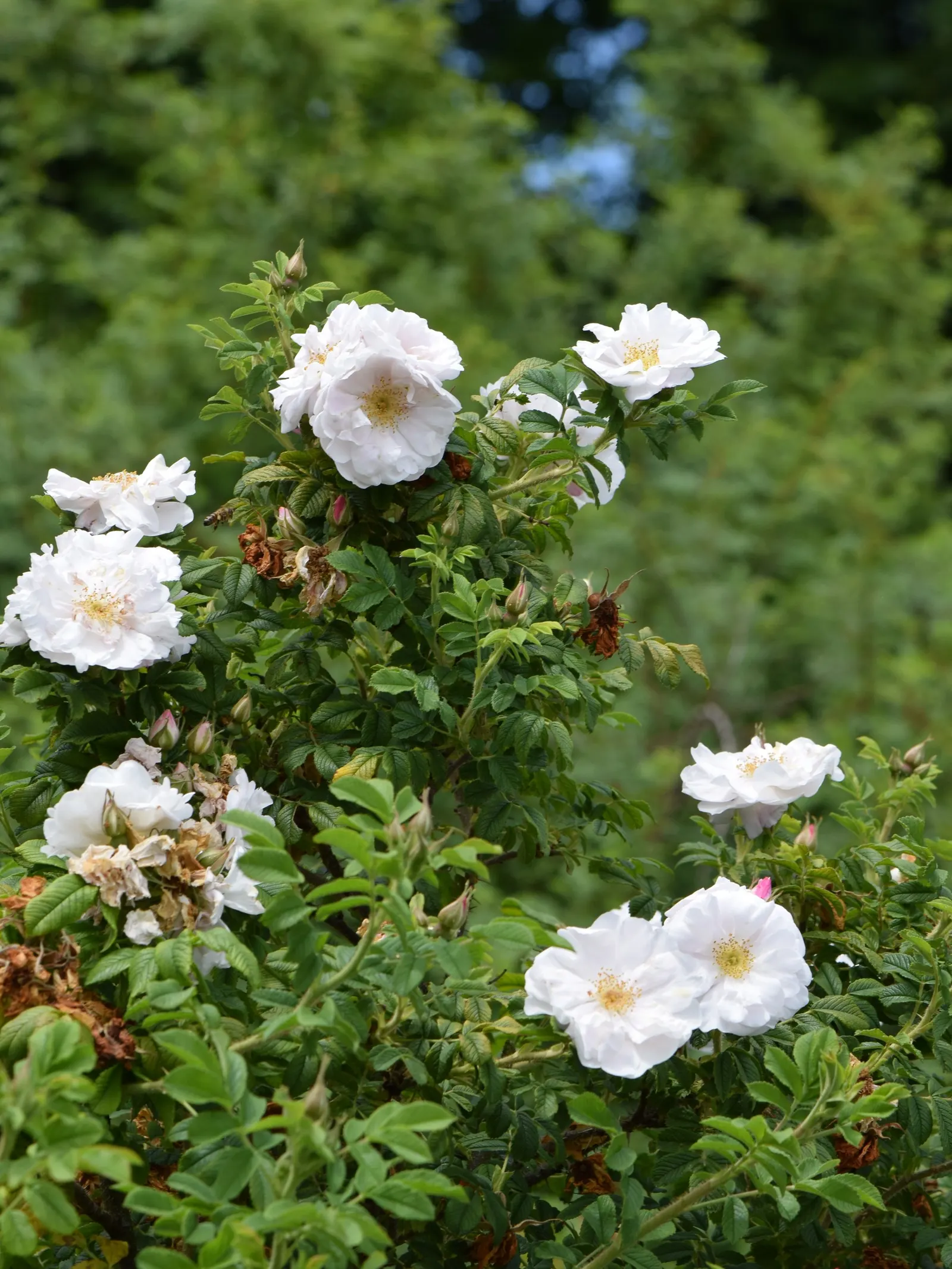 White Rugosa Rose (Rosa Rugosa 'Alba') — also recognized by its botanical name Rosa rugosa 'Alba'