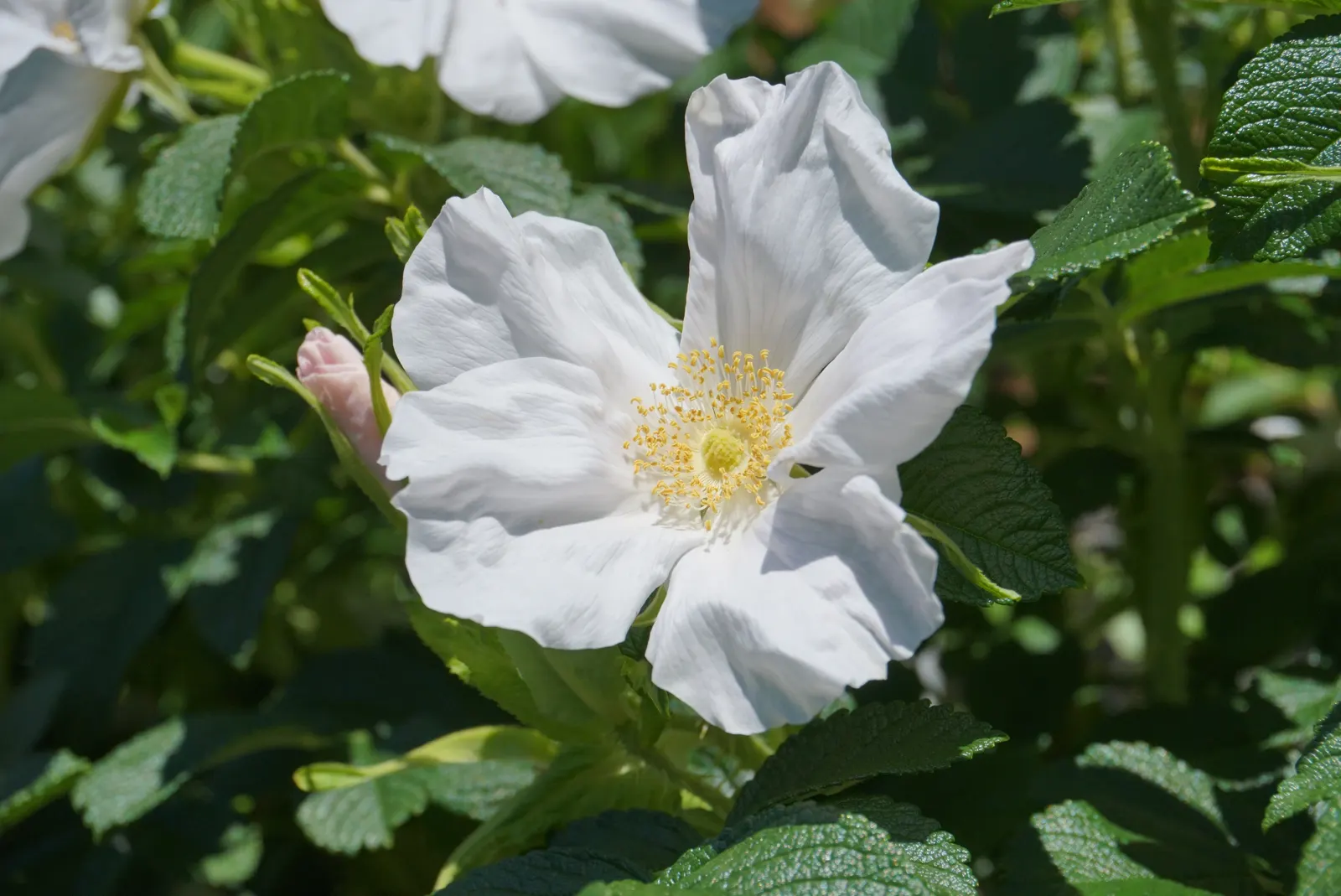 White Rugosa Rose (Rosa Rugosa 'Alba') — and while adaptable to various soil types