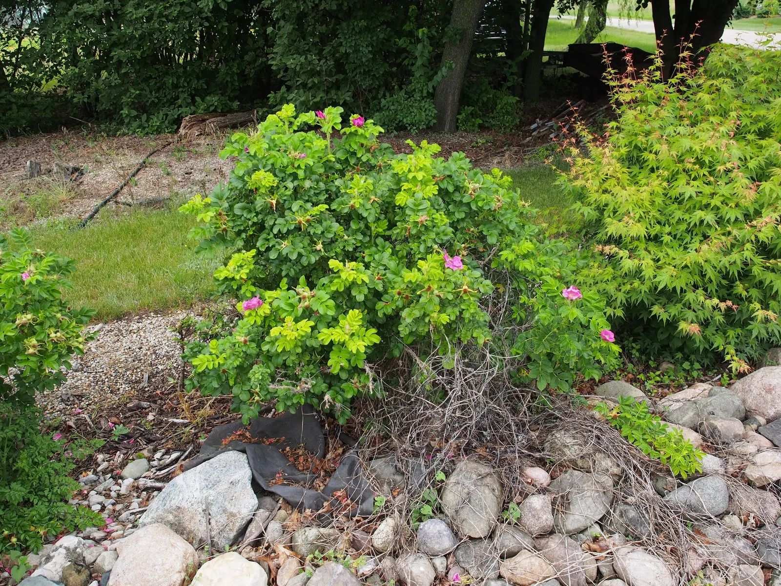 White Rugosa Rose (Rosa Rugosa 'Alba') — this species is further embellished by bright red hips