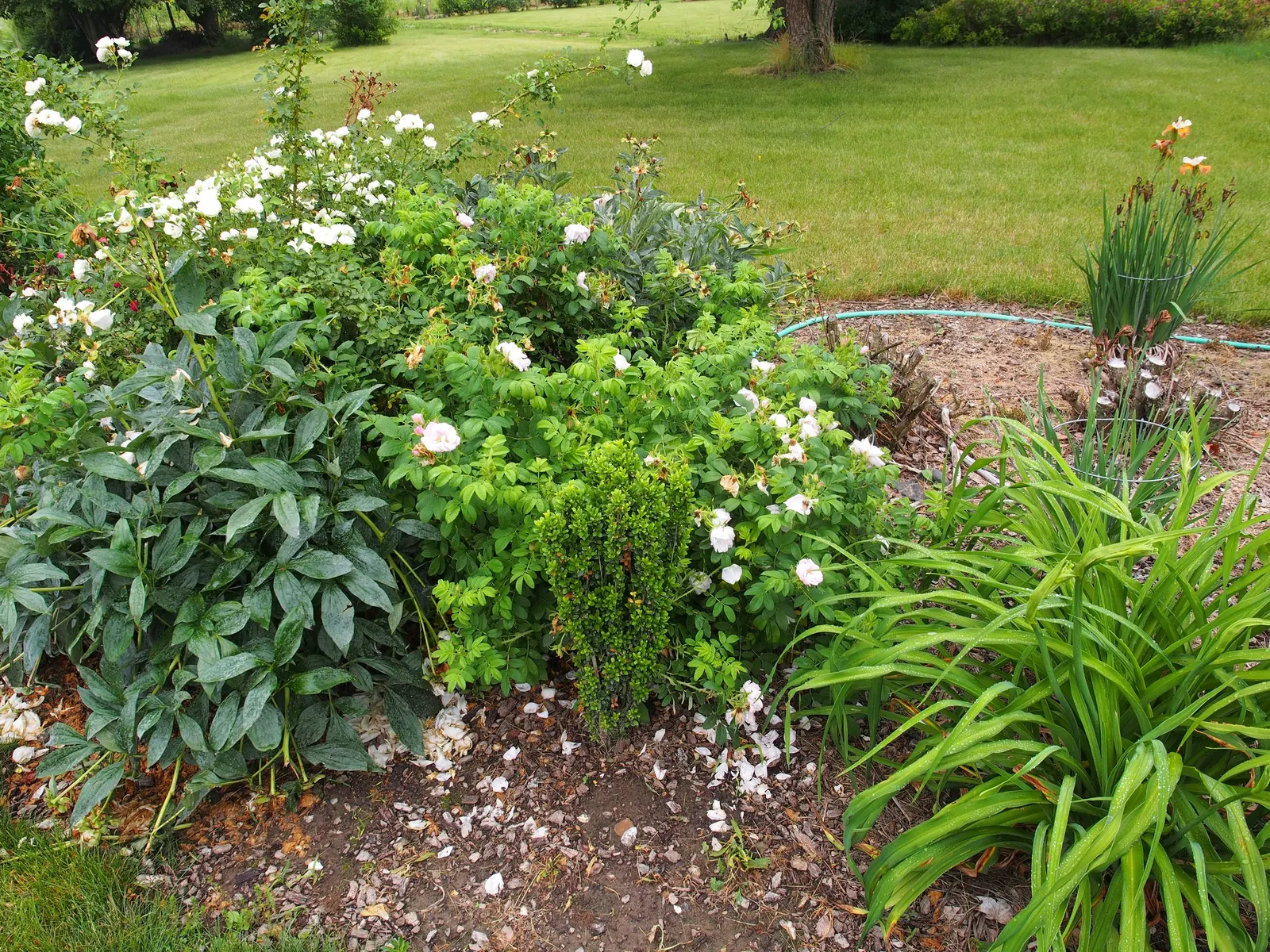 White Rugosa Rose (Rosa Rugosa 'Alba') — uniquely wrinkled or rugose