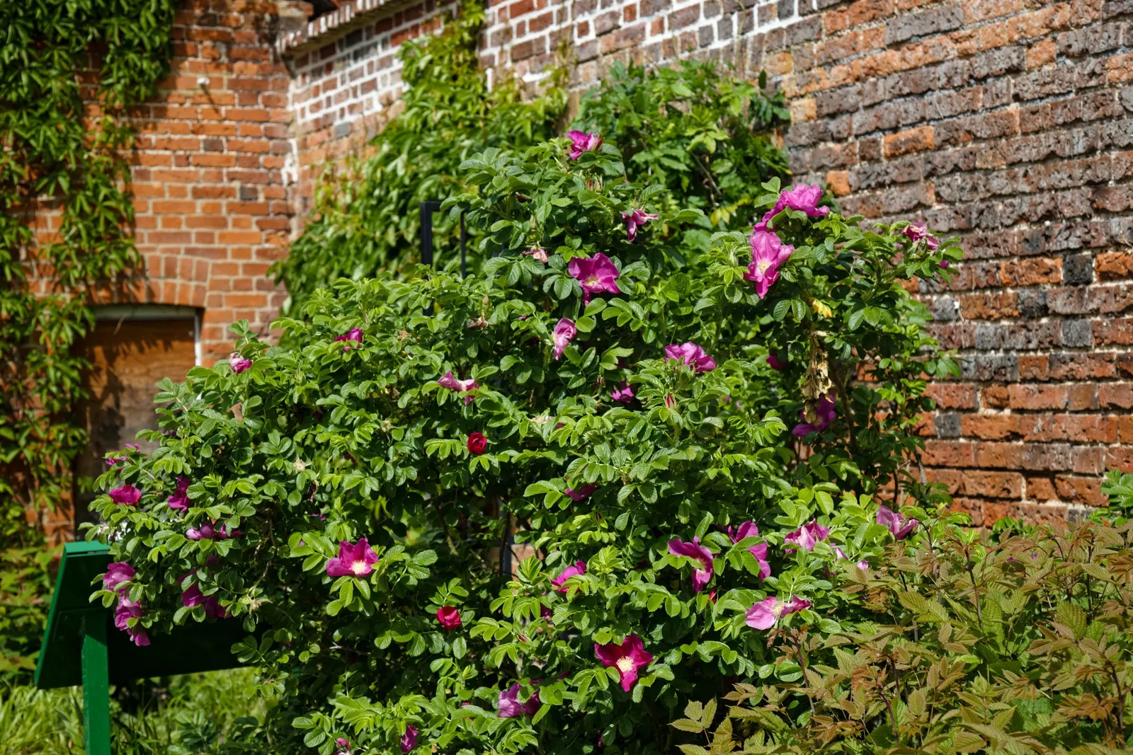White Rugosa Rose (Rosa Rugosa 'Alba') — typically to remove dead wood or to shape the plant in early spring