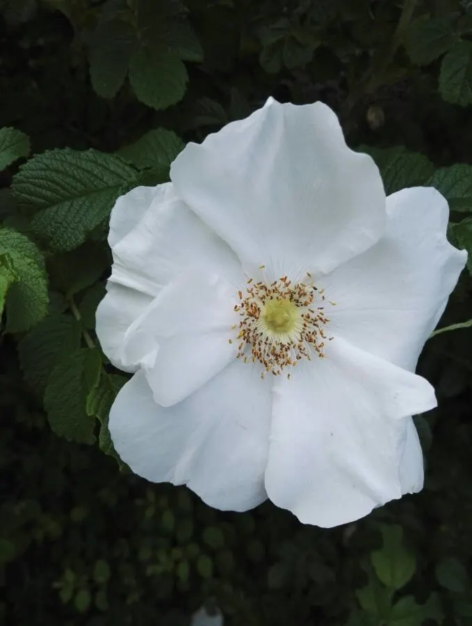 White Rugosa Rose (Rosa Rugosa 'Alba') — shrub / vine with white blooms; offer not only intriguing texture but also excellent disease resistance