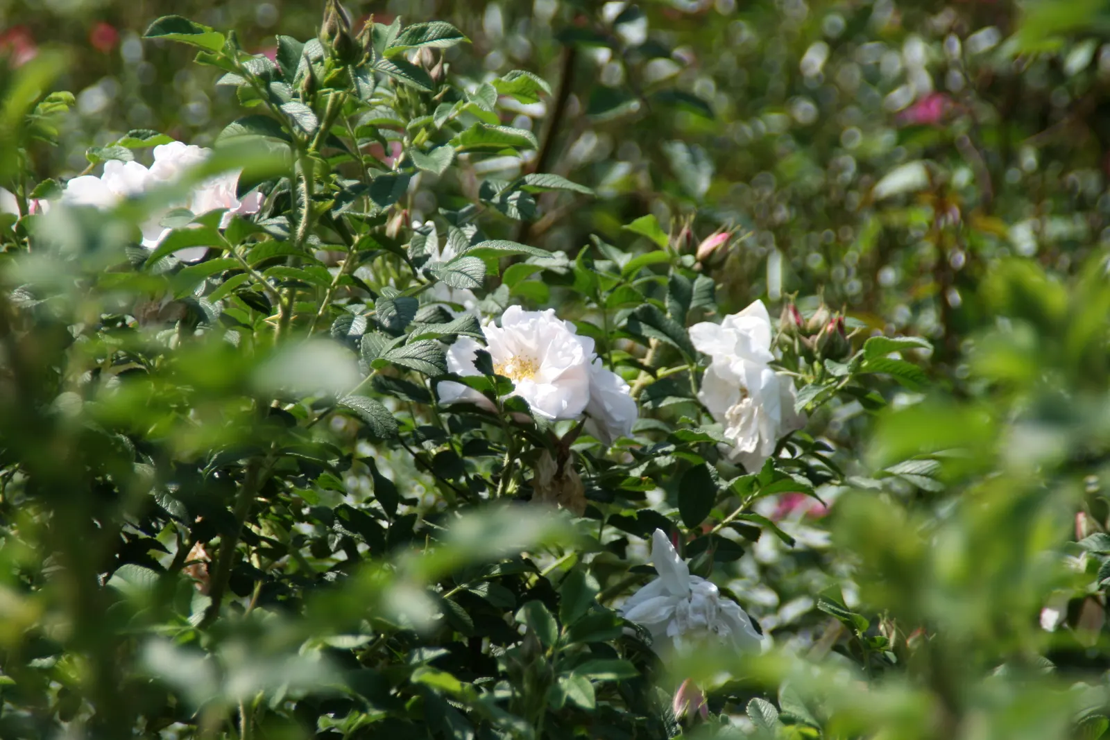 White Rugosa Rose (Rosa Rugosa 'Alba') — This low-maintenance rose does not require the frequent fertilization that other rose species often demand