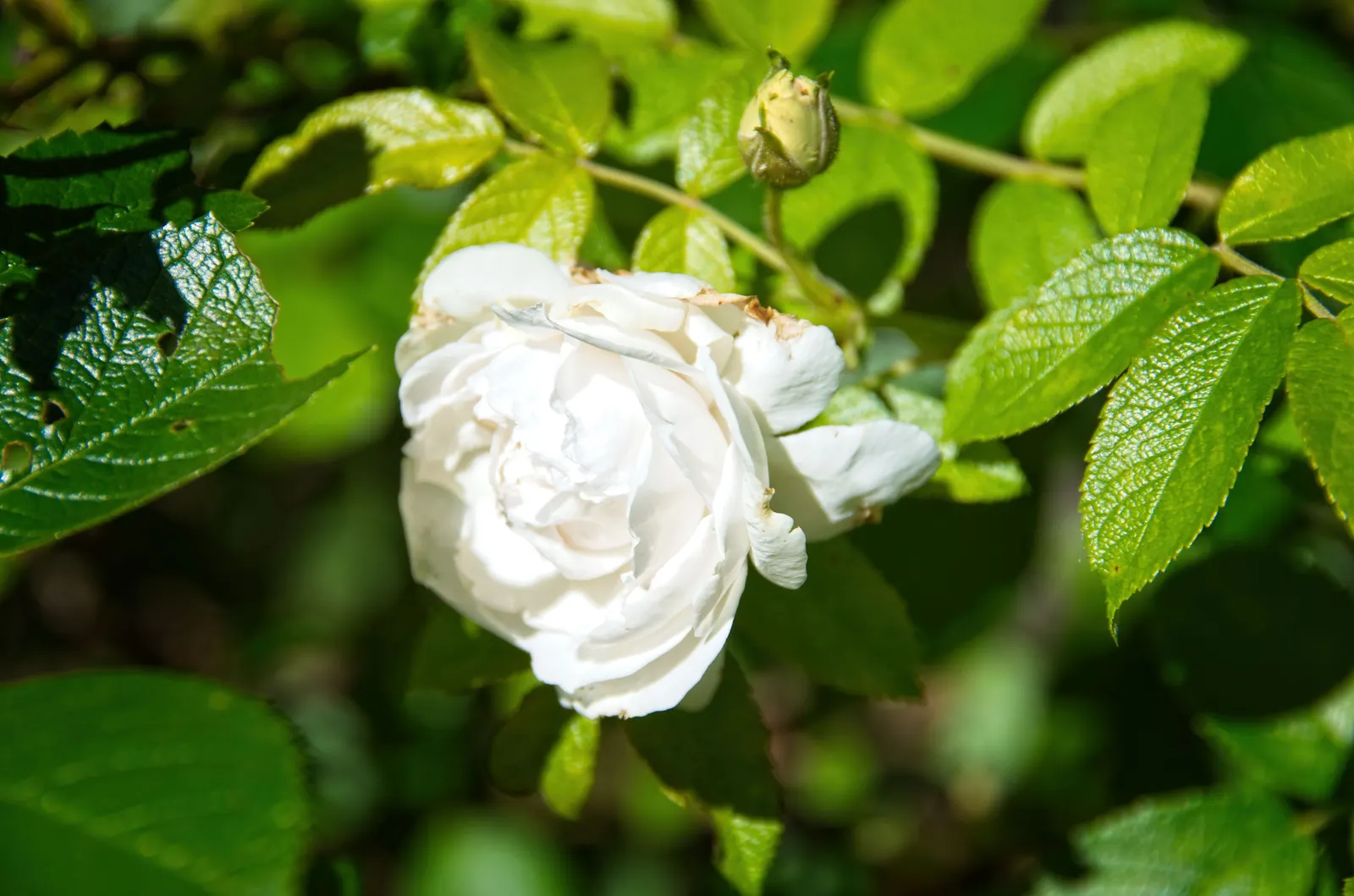 White Rugosa Rose (Rosa Rugosa 'Alba') — or grouped for mass planting