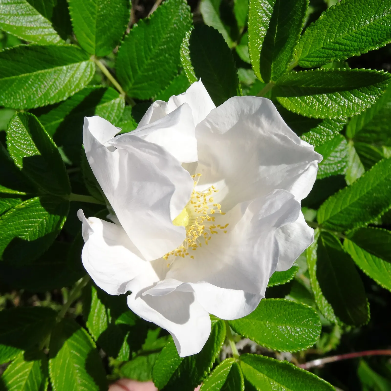 White Rugosa Rose (Rosa Rugosa 'Alba') — Sturdy and disease-resistant; this plant prefers full to partial sun exposure to flourish
