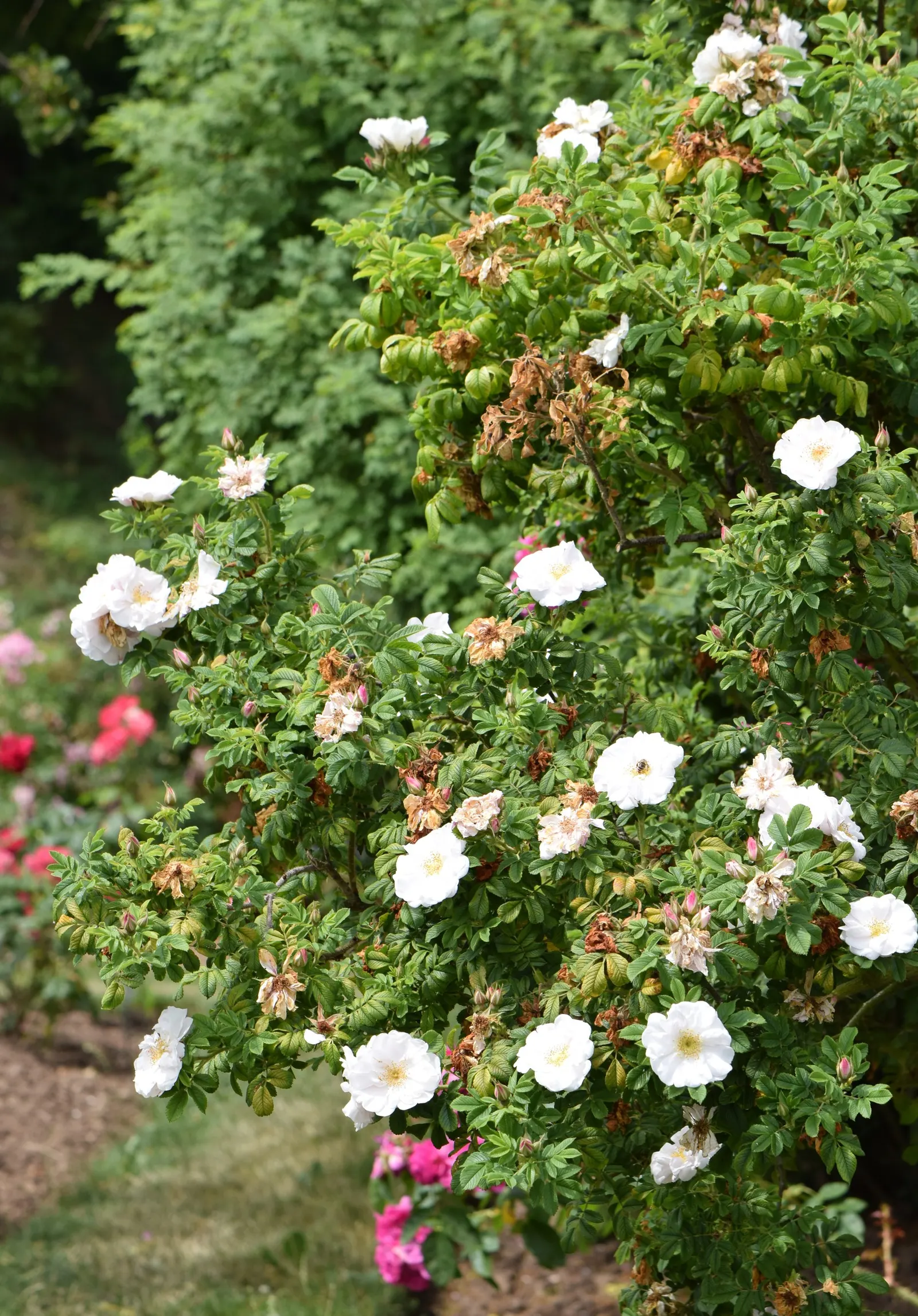 White Rugosa Rose (Rosa Rugosa 'Alba') — Each blossom unfurls from a tight bud to reveal a halo of delicate petals