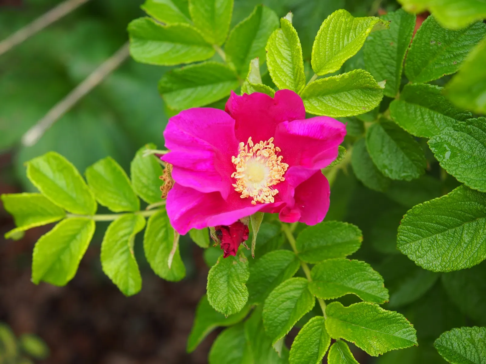 White Rugosa Rose (Rosa Rugosa 'Alba') — It grows up to 4-6 feet tall and wide, preferring full sun; ideal for creating an eye-catching display in the landscape