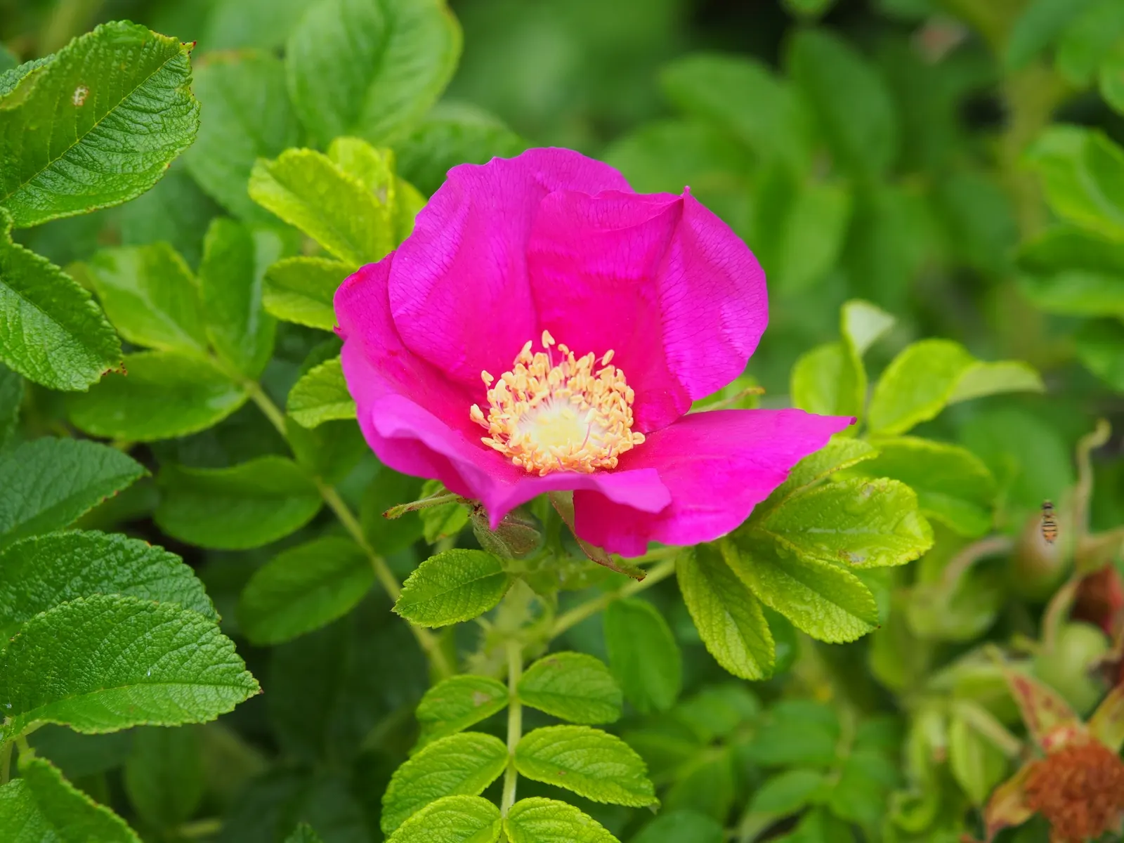 White Rugosa Rose (Rosa Rugosa 'Alba') — shrub / vine with white blooms