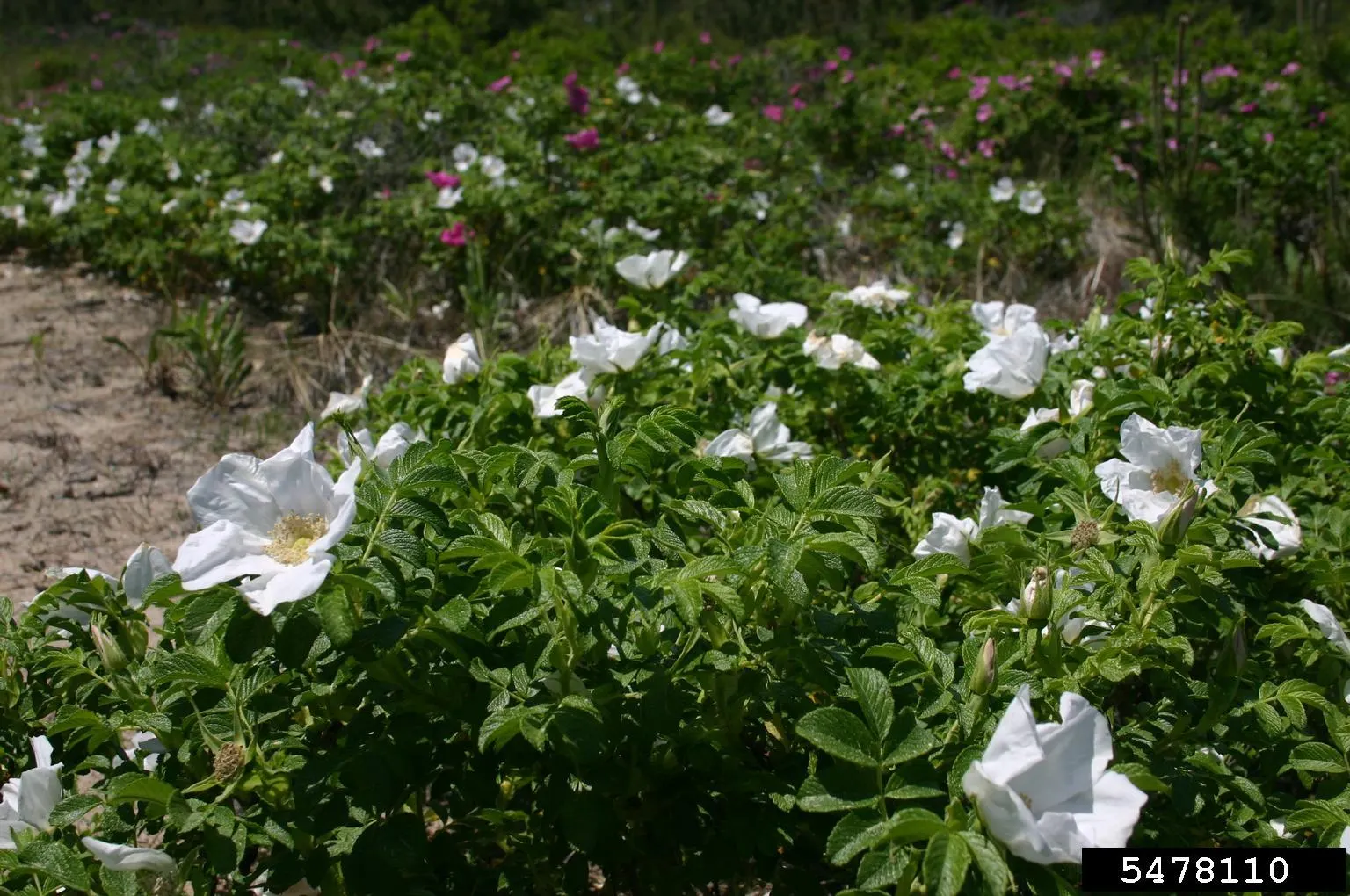 White Rugosa Rose (Rosa Rugosa 'Alba') — offer not only intriguing texture but also excellent disease resistance; this species is further embellished by bright