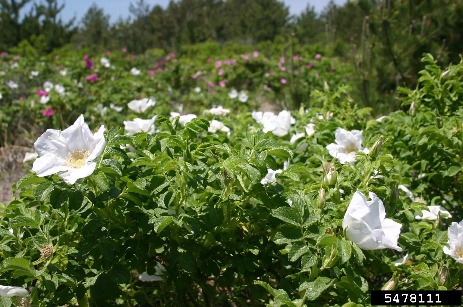 White Rugosa Rose (Rosa Rugosa 'Alba') — uniquely wrinkled or rugose; and while adaptable to various soil types