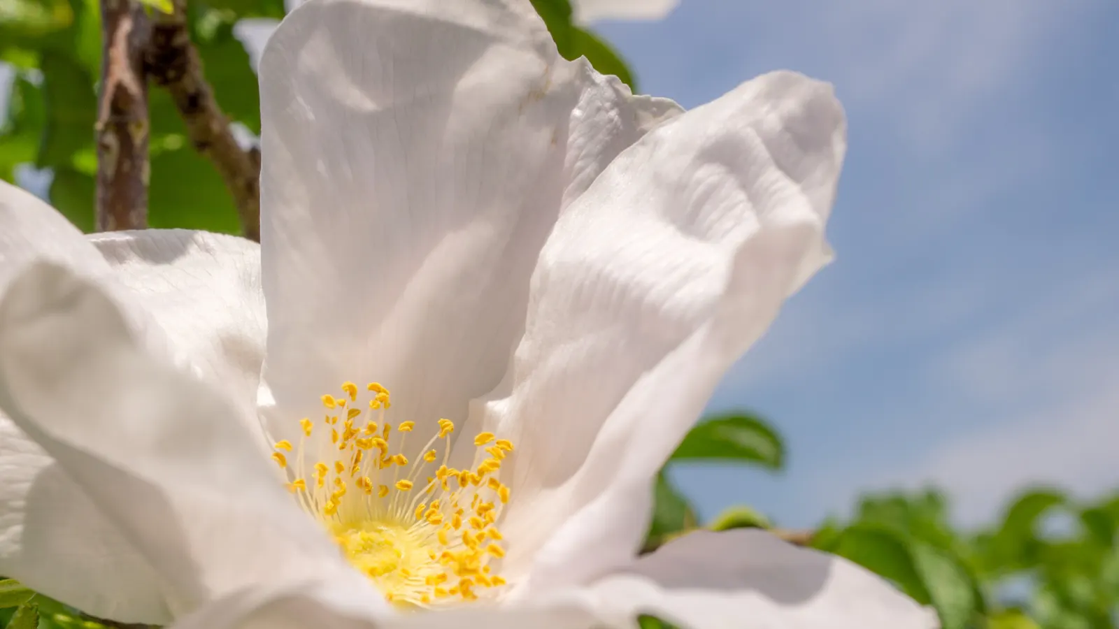 White Rugosa Rose (Rosa Rugosa 'Alba') — it produces its best performance in well-drained loamy soils; dark green foliage and develops attractive