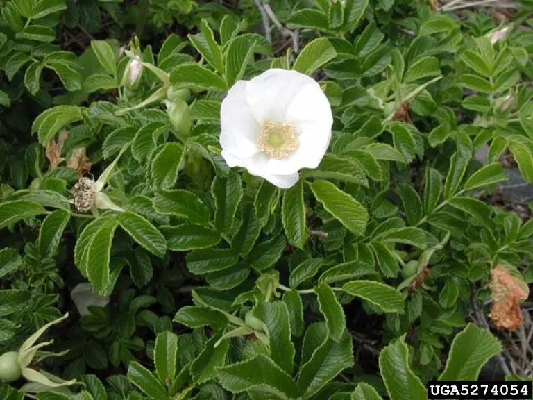 White Rugosa Rose (Rosa Rugosa 'Alba') — it is notably drought-tolerant and salt-resistant; this rose variety boasts a proliferation of heavily scented