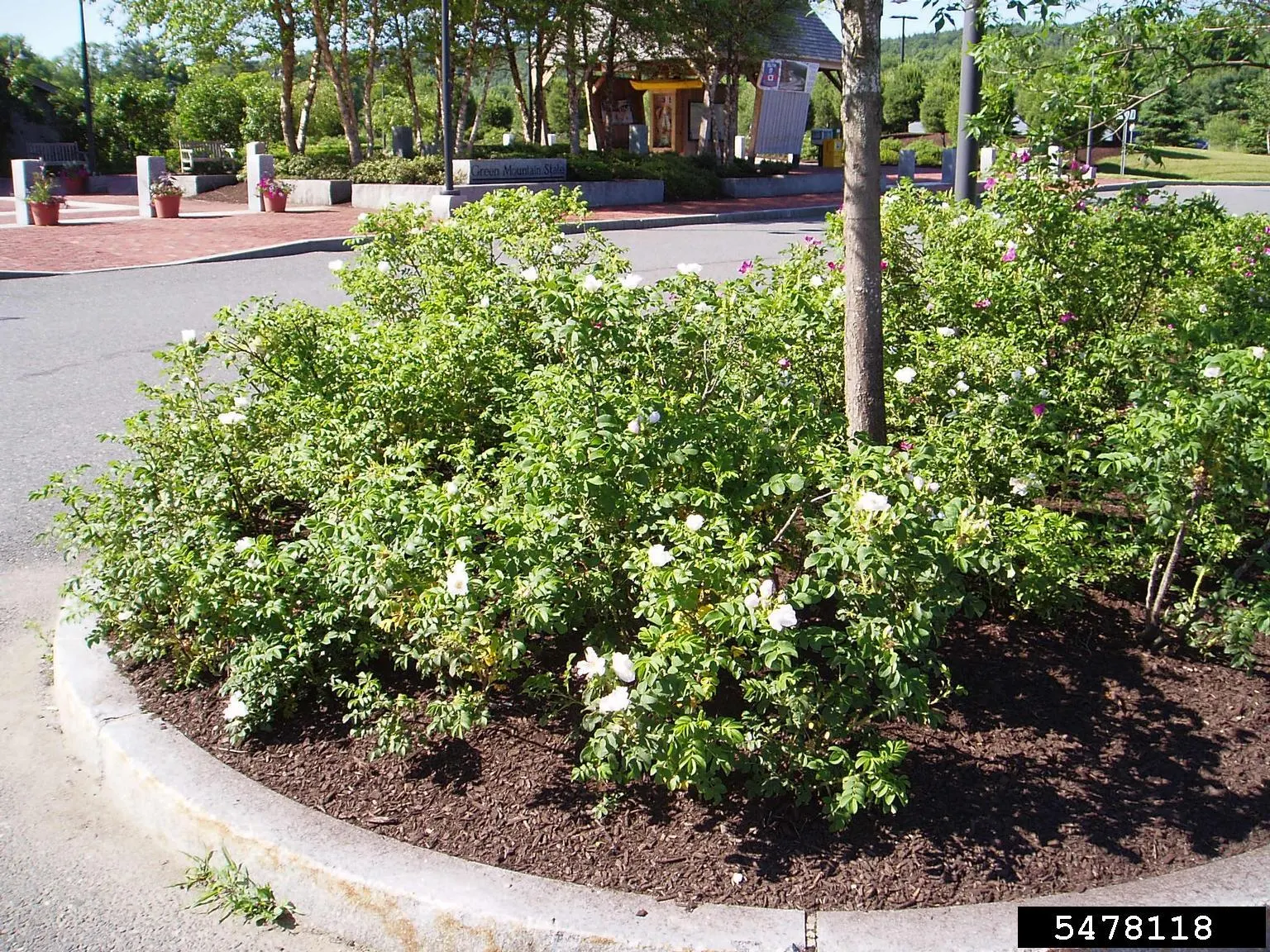 White Rugosa Rose (Rosa Rugosa 'Alba') — It grows up to 4-6 feet tall and wide, preferring full sun; ideal for creating an eye-catching display in, image 68