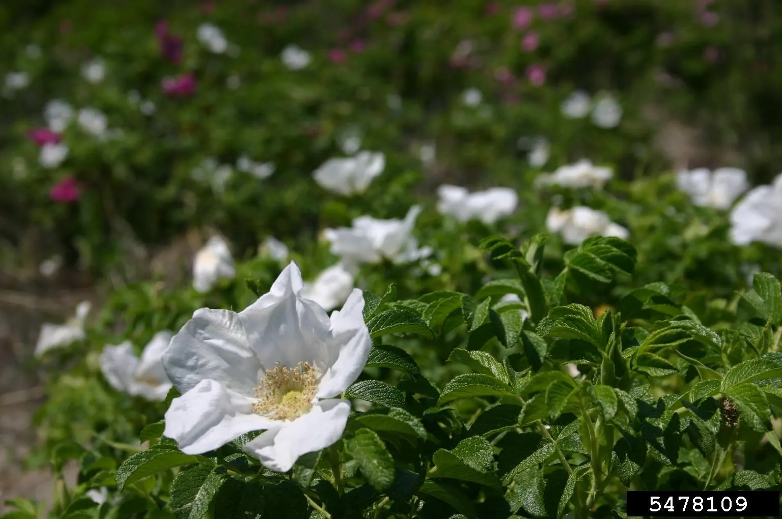 White Rugosa Rose (Rosa Rugosa 'Alba') — also recognized by its botanical name Rosa rugosa 'Alba'; providing added interest and food for wildlife.<br><br>Care