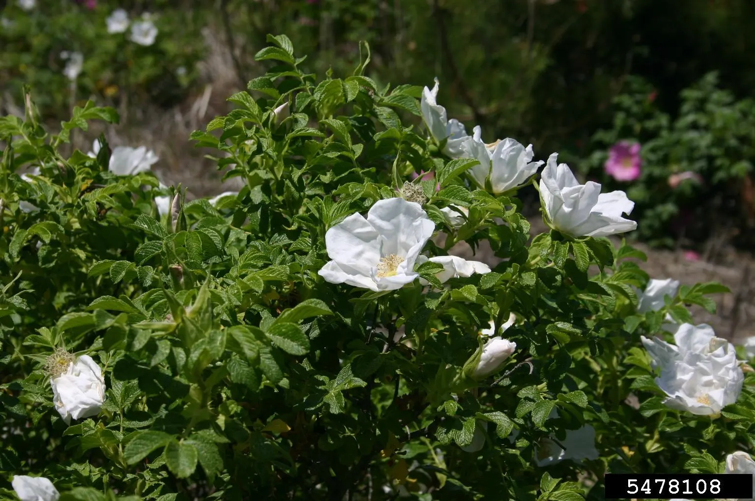White Rugosa Rose (Rosa Rugosa 'Alba') — This low-maintenance rose does not require the frequent fertilization that other rose species often demand; it grows