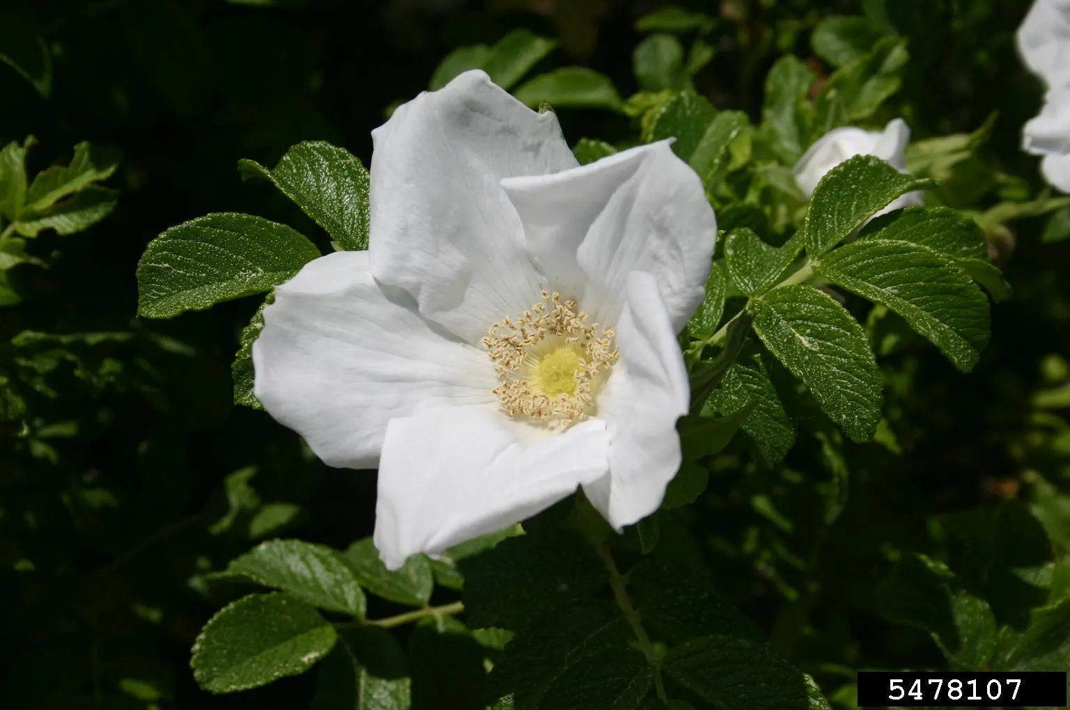 White Rugosa Rose (Rosa Rugosa 'Alba') — shrub / vine for full or half or shade; making it an attractive choice for gardeners seeking beauty without the burden