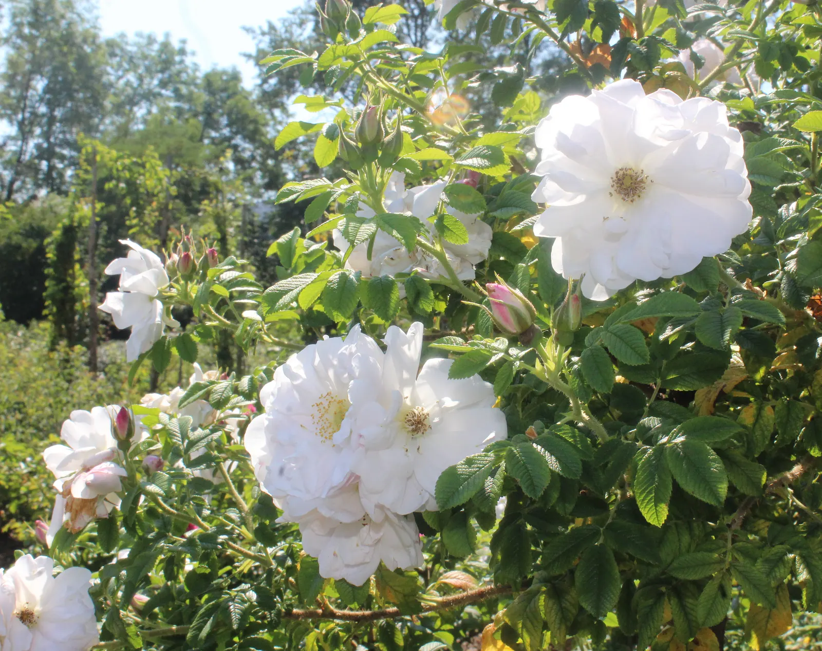 White Rugosa Rose (Rosa Rugosa 'Alba') — Ideal for creating an eye-catching display in the landscape