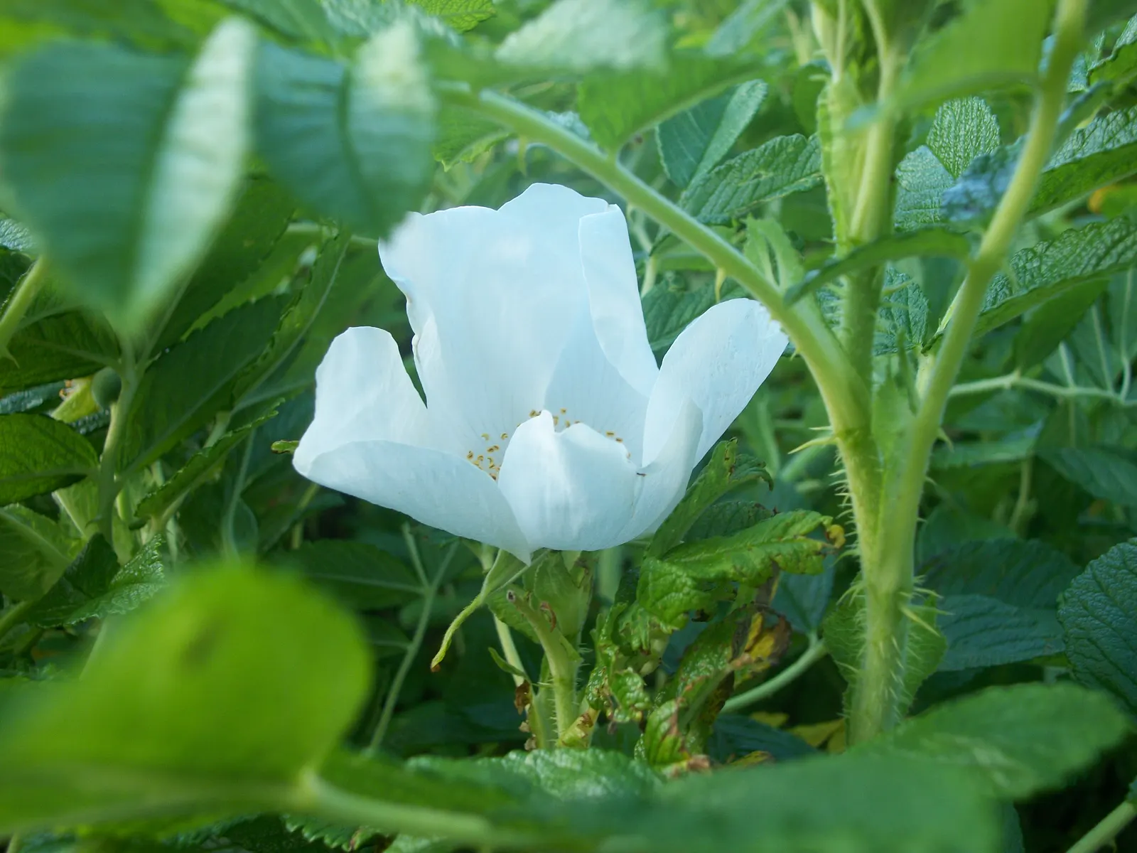 White Rugosa Rose (Rosa Rugosa 'Alba') — The White Rugosa Rose (Rosa rugosa 'Alba') is a resilient shrub featuring fragrant, pure white blooms, image 67