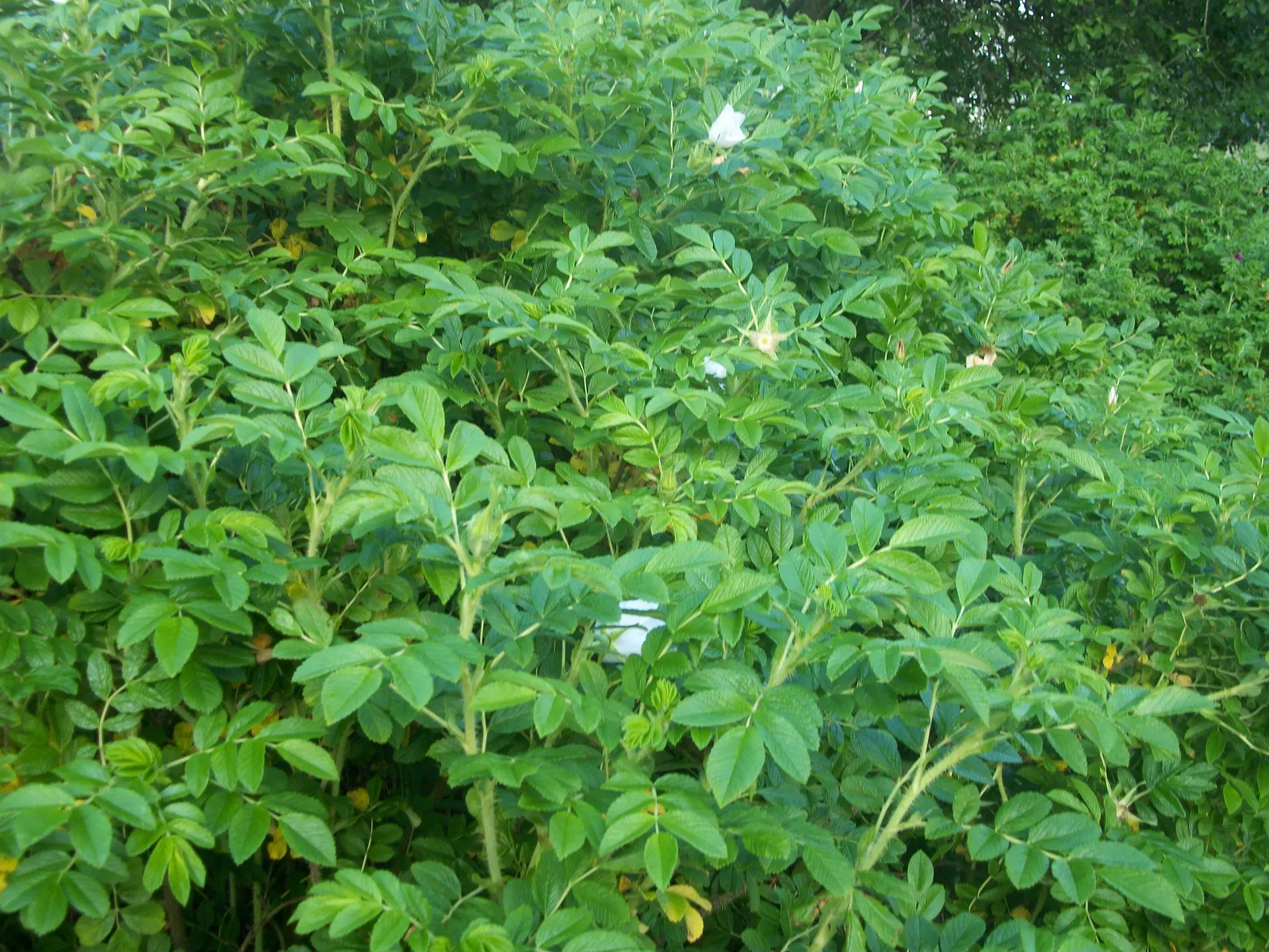 White Rugosa Rose (Rosa Rugosa 'Alba') — is a resilient shrub species prized for its robust nature and stunning ornamental appeal; the White Rugosa Rose (Rosa