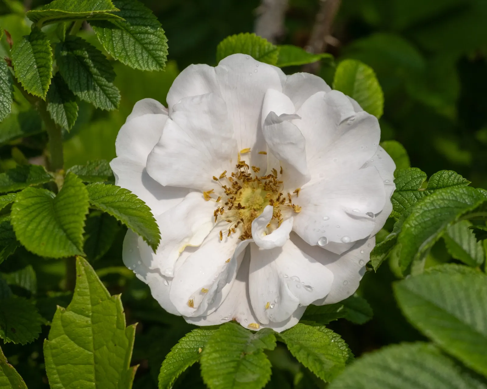 White Rugosa Rose (Rosa Rugosa 'Alba') — this rose variety boasts a proliferation of heavily scented