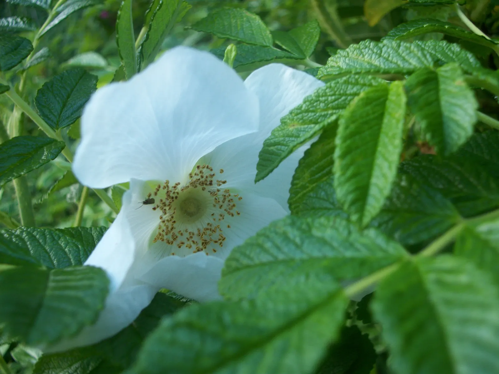 White Rugosa Rose (Rosa Rugosa 'Alba') — Ideal for creating an eye-catching display in the landscape; making it a versatile choice for year-round interest