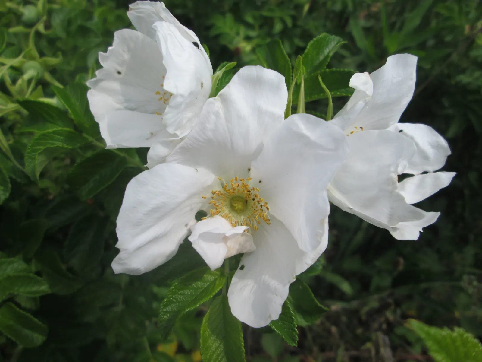 White Rugosa Rose (Rosa Rugosa 'Alba') — this rose variety boasts a proliferation of heavily scented; which contrast beautifully against the shrub's dense